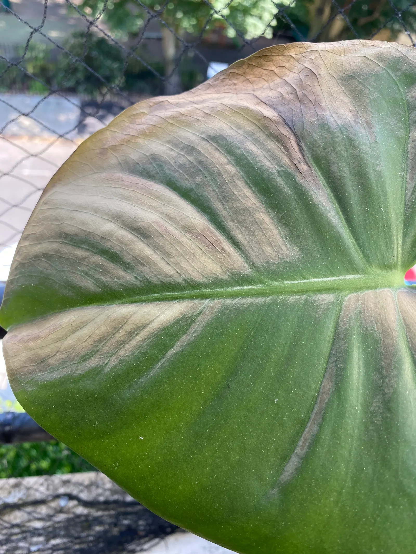 Monstera (Monstera Deliciosa) — With support, it can reach an impressive height of 10 feet, becoming a captivating focal point; provide consistent, image 167