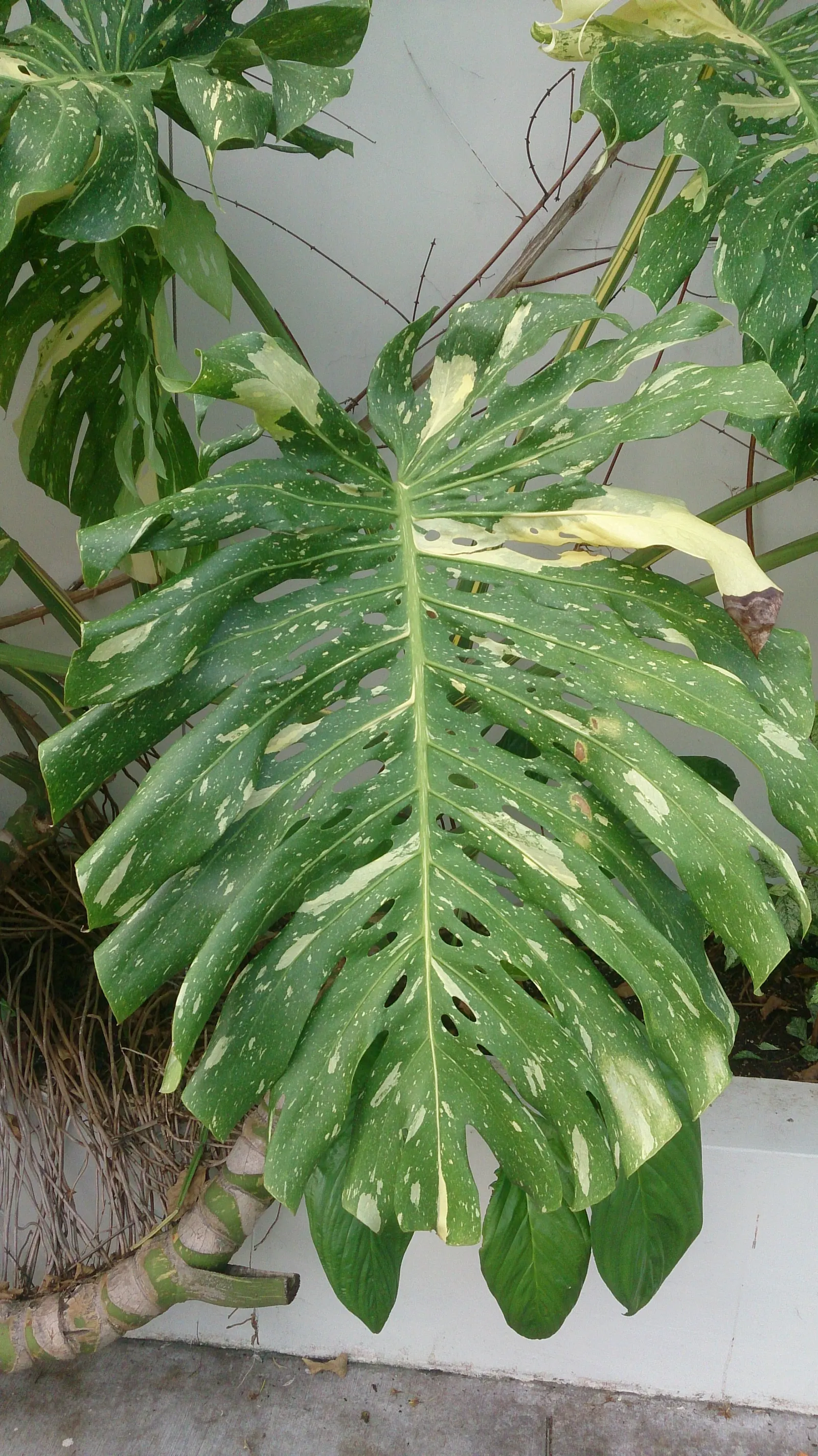 Monstera (Monstera Deliciosa) — Thriving in part shade with indirect light, it grows well in rich, well-draining soil; shrub for deep shade or half, image 39