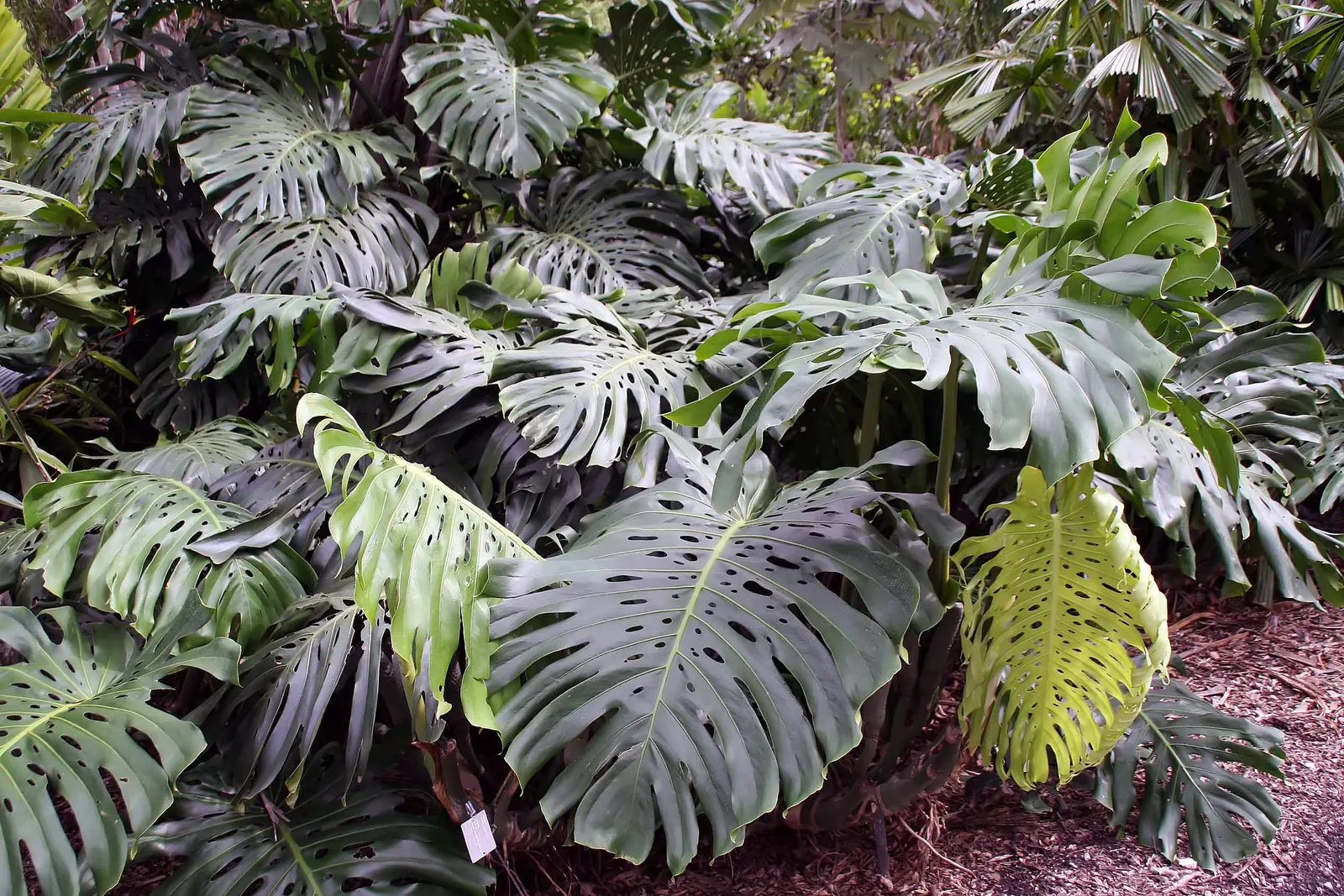 Monstera (Monstera Deliciosa) — replicating its tropical beginnings.<br><br>This plant adapts well to indoor conditions; thriving in indirect, image 69