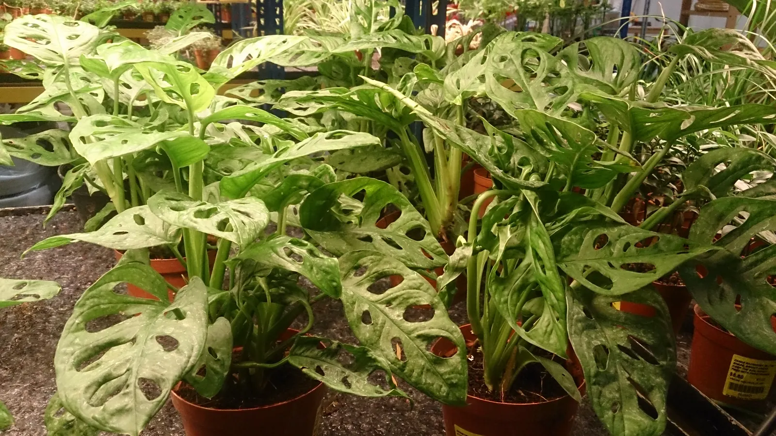 Monstera (Monstera Deliciosa) — With support, it can reach an impressive height of 10 feet, becoming a captivating focal point; provide consistent, image 77