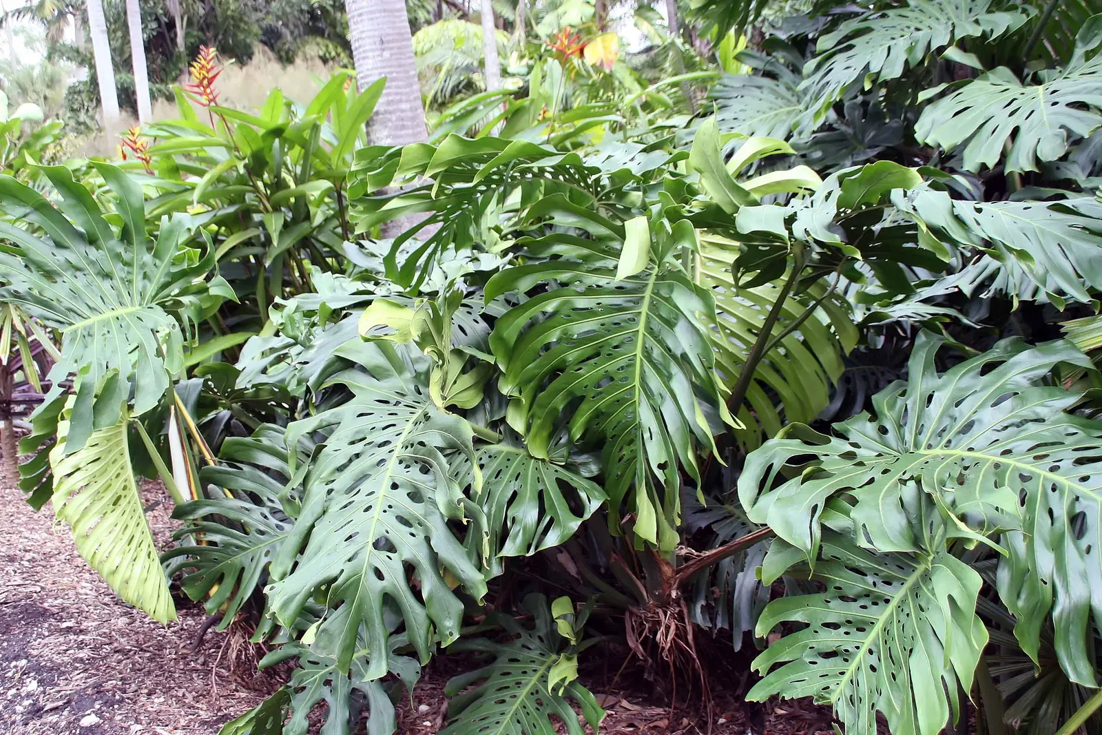 Monstera (Monstera Deliciosa) — often referred to as the "Swiss Cheese Plant," is an iconic tropical perennial renowned for its distinctive; thriving in part