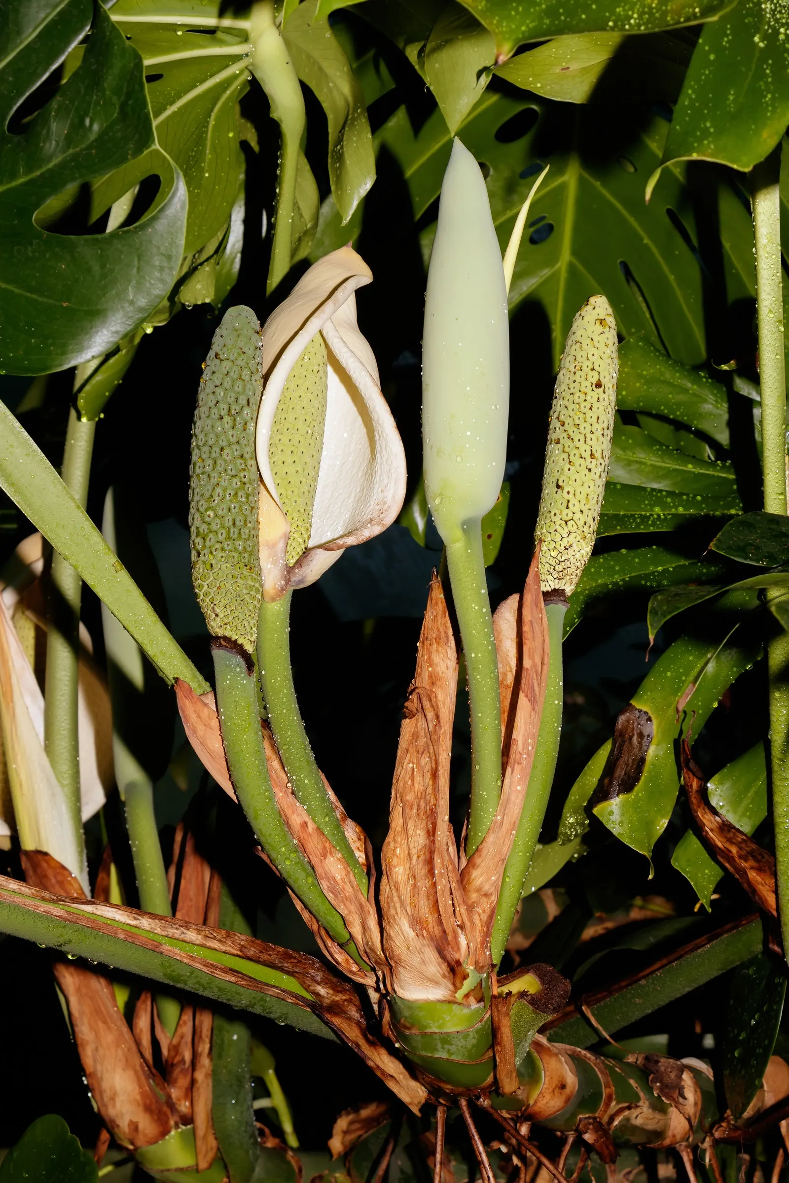 Monstera (Monstera Deliciosa) — With support, it can reach an impressive height of 10 feet, becoming a captivating focal point; provide consistent, image 41