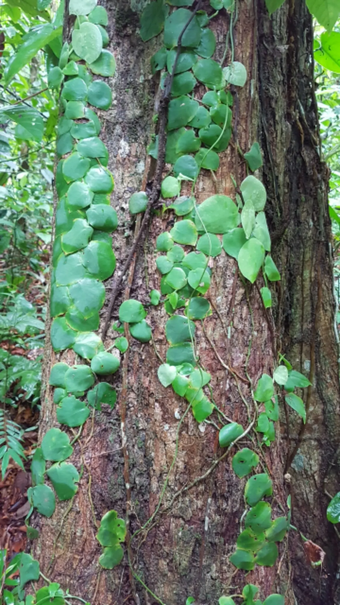 Monstera (Monstera Deliciosa) — perforated leaves that can span up to 18 inches across; often reaching lengths of around 1 to 2 feet with proper, image 164
