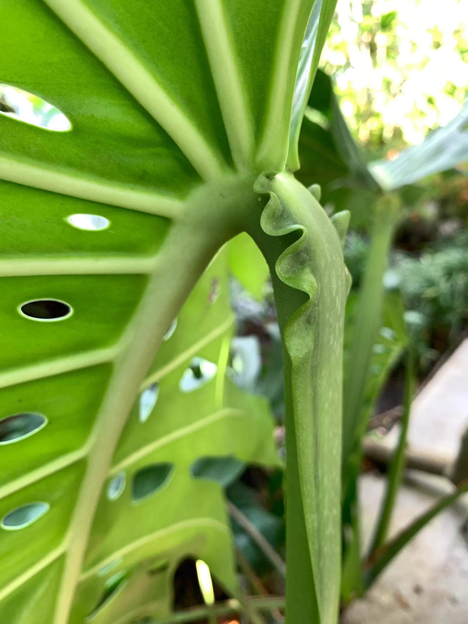 Monstera (Monstera Deliciosa) — Its soil preference is peaty, well-draining substrates that maintain moisture without becoming waterlogged; making, image 103