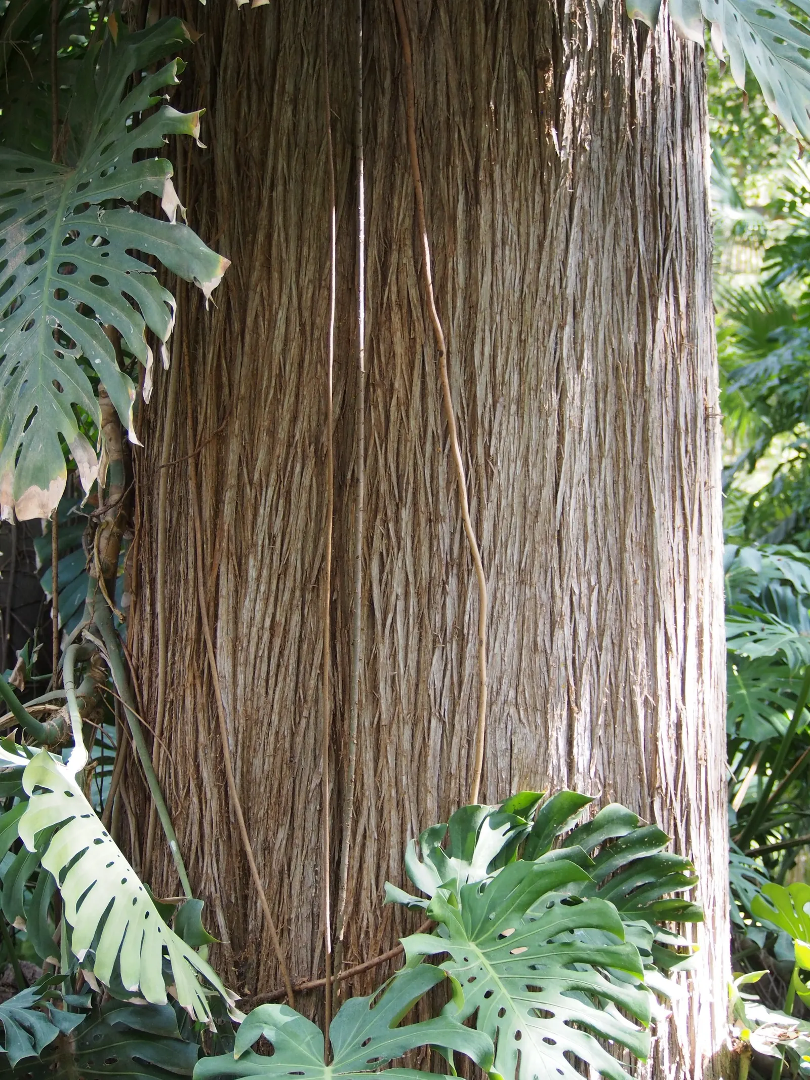 Monstera (Monstera Deliciosa) — replicating its tropical beginnings.<br><br>This plant adapts well to indoor conditions; thriving in indirect, image 87