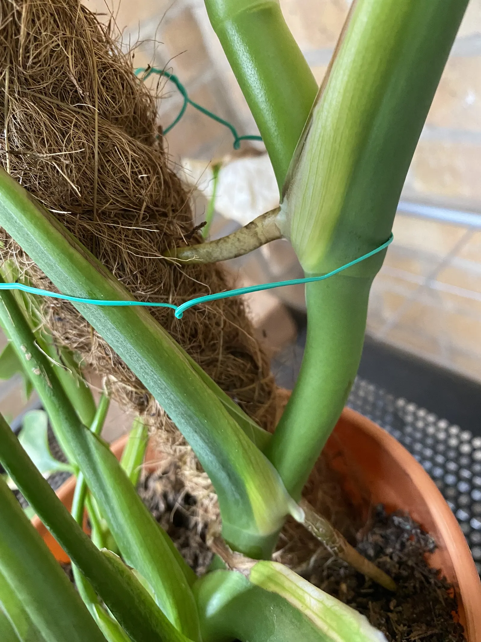 Monstera (Monstera Deliciosa) — often referred to as the "Swiss Cheese Plant," is an iconic tropical perennial renowned for its distinctive, image 150