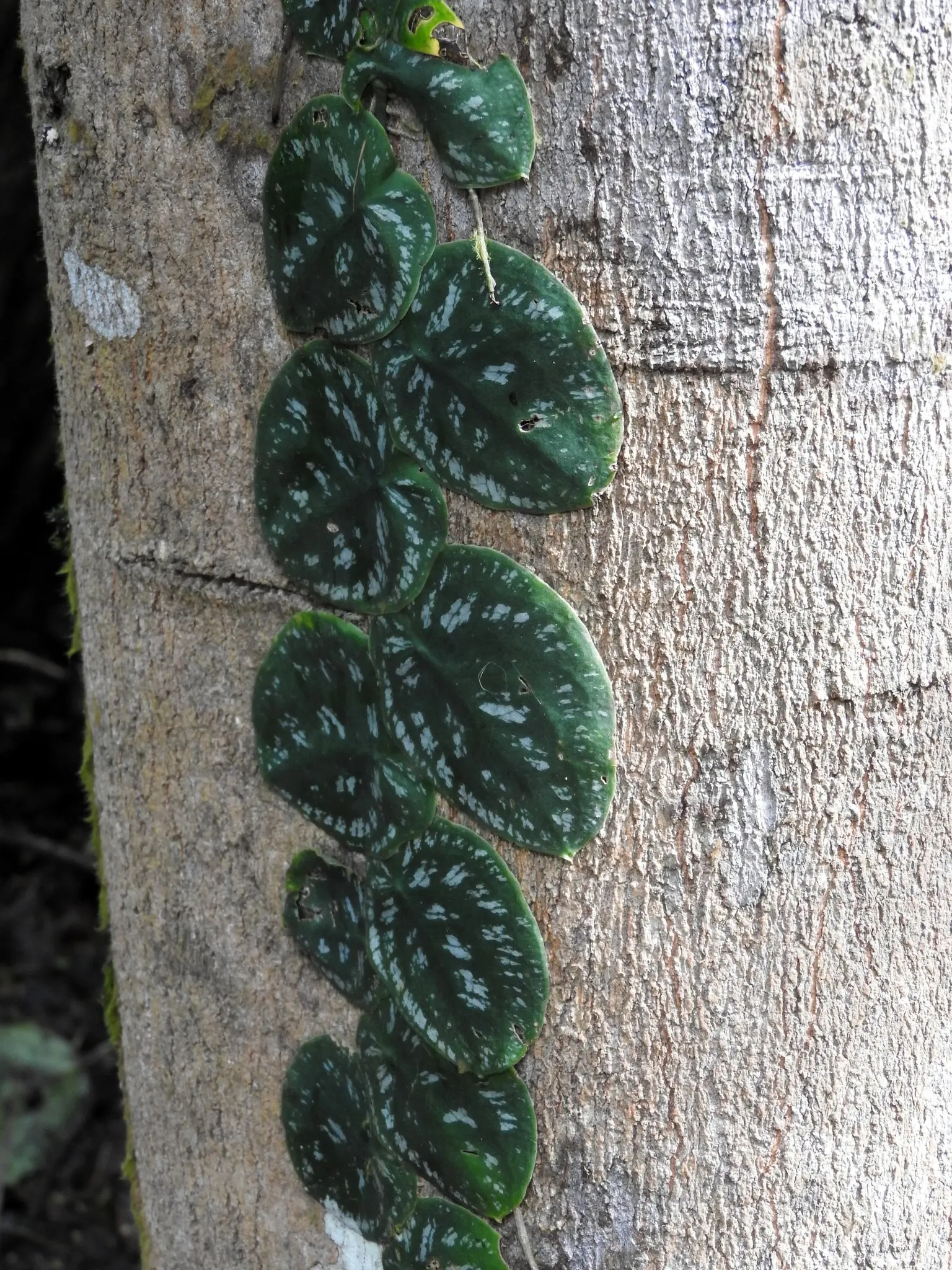 Monstera (Monstera Deliciosa) — heart-shaped leaves are a deep; often referred to as the "Swiss Cheese Plant," is an iconic tropical perennial renowned for its
