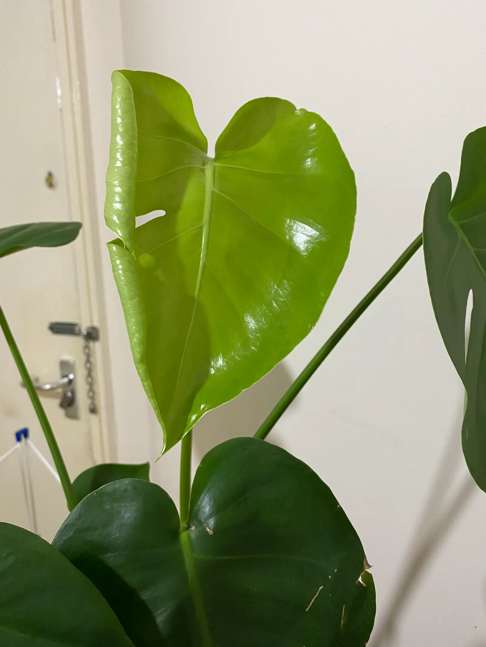 Monstera (Monstera Deliciosa) — Its soil preference is peaty, well-draining substrates that maintain moisture without becoming waterlogged; making, image 139