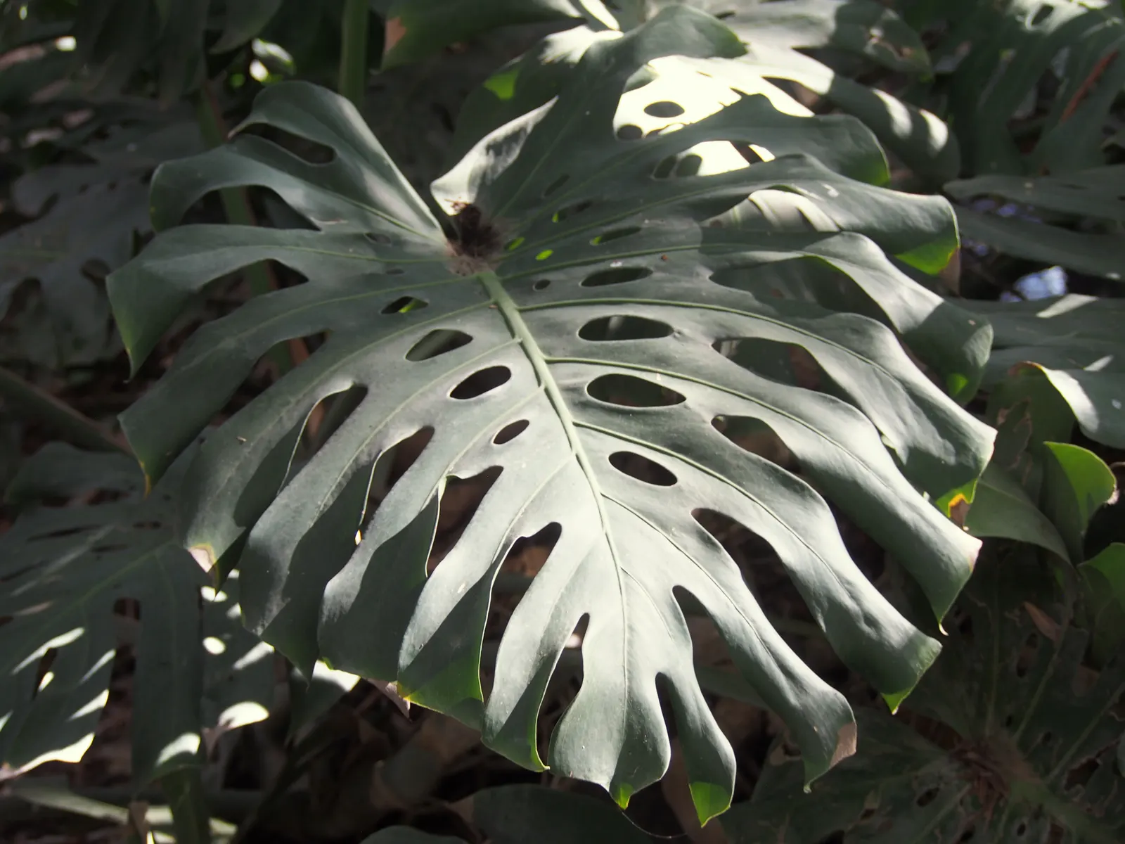 Monstera (Monstera Deliciosa) — replicating its tropical beginnings.<br><br>This plant adapts well to indoor conditions; thriving in indirect, image 51