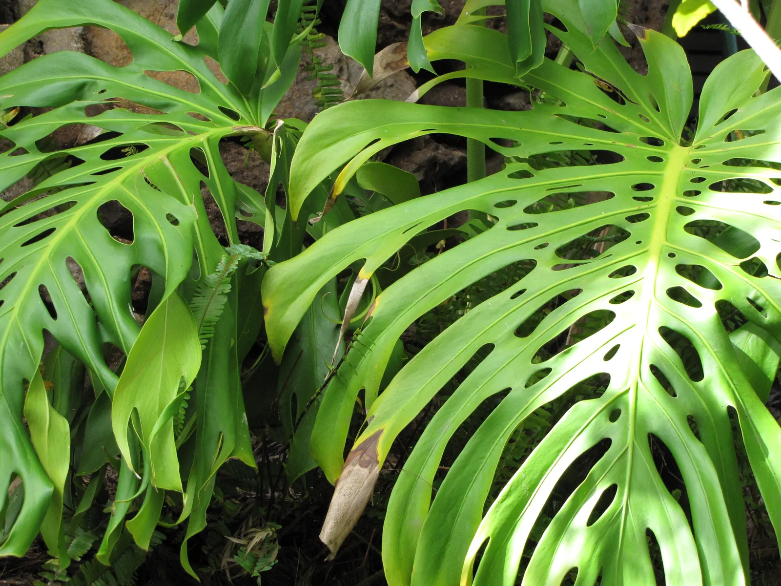 Monstera (Monstera Deliciosa) — this plant thrives in a landscape design that emulates its natural; with its dramatic presence, image 98