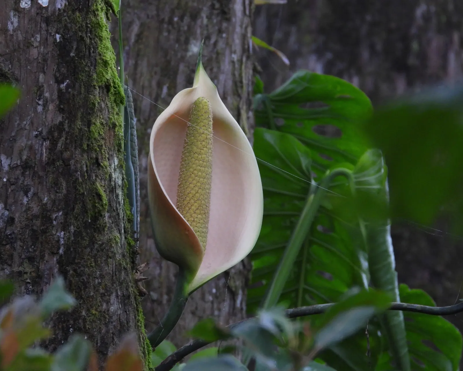 Monstera (Monstera Deliciosa) — Thriving in part shade with indirect light, it grows well in rich, well-draining soil; shrub for deep shade or half, image 75