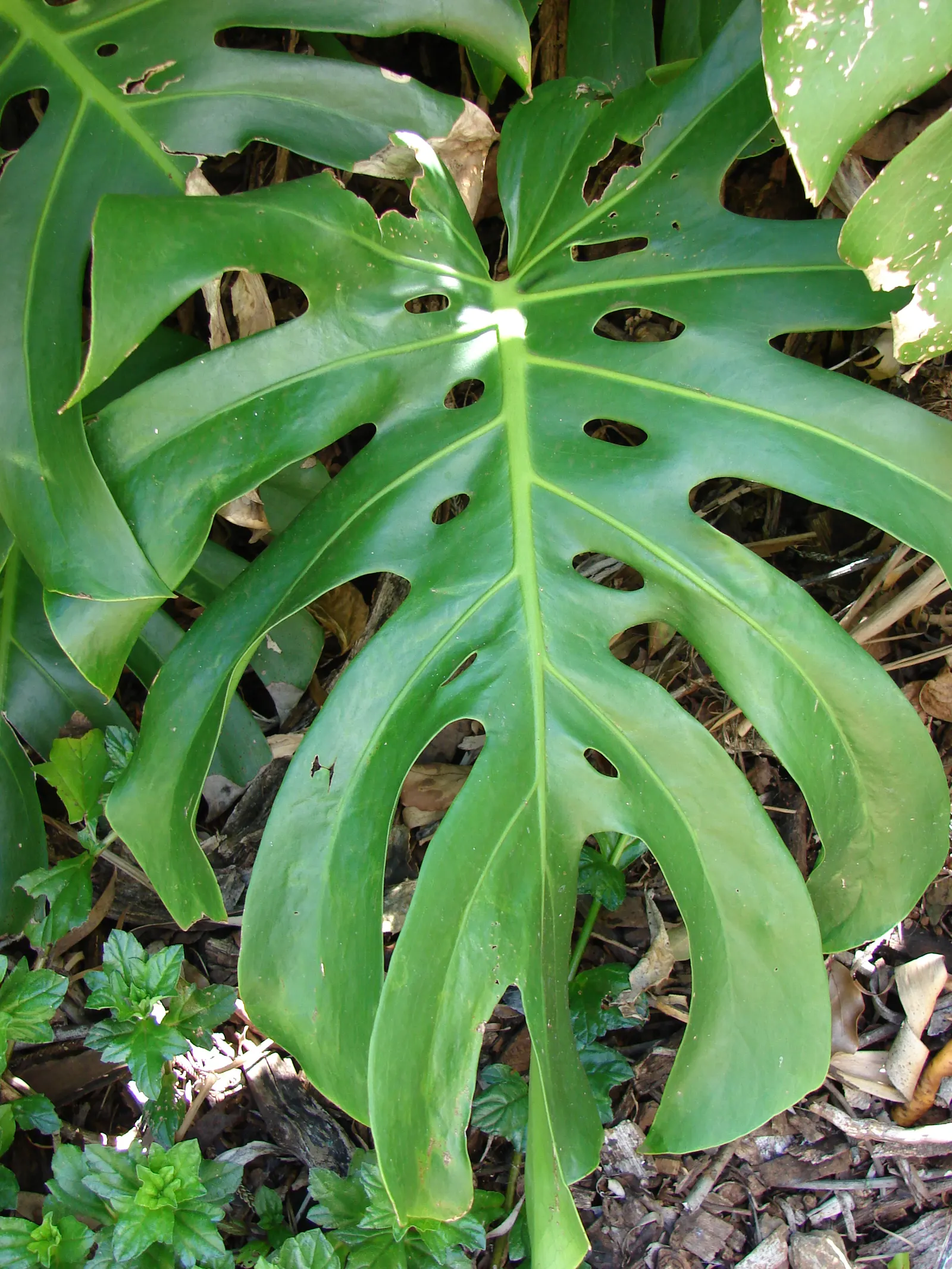 Monstera (Monstera Deliciosa) — is a tropical perennial renowned for its dramatic; it prefers humid conditions and temperatures between 68&deg;F to, image 91