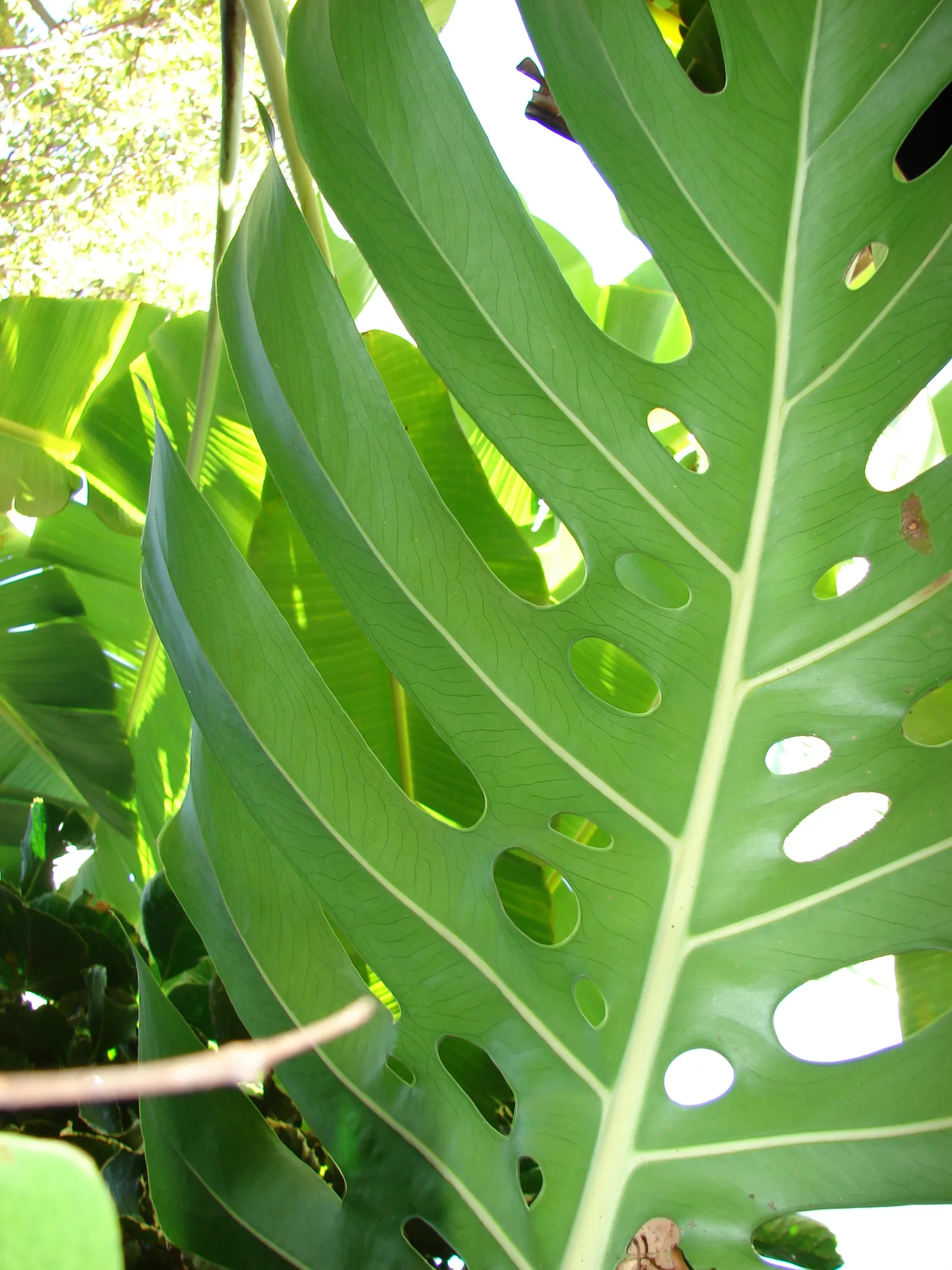 Monstera (Monstera Deliciosa) — With origins tracing back to the rainforests of Central America; vibrant green and can grow to an impressive size, image 169