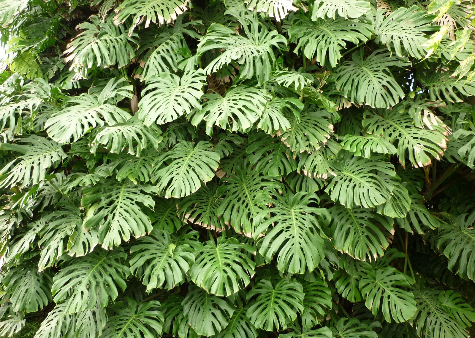 Monstera (Monstera Deliciosa) — shrub for deep shade or half or shade; replicating its tropical beginnings.<br><br>This plant adapts well to indoor, image 54