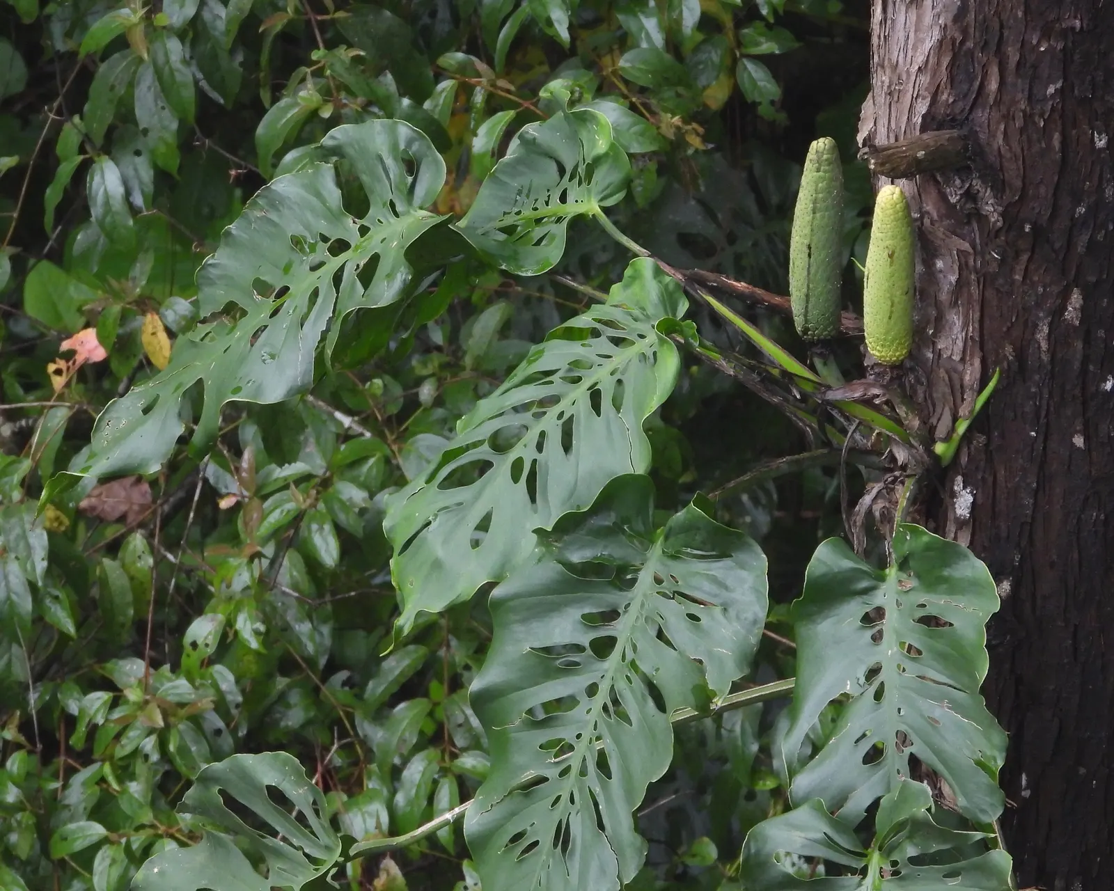 Monstera (Monstera Deliciosa) — Its soil preference is peaty, well-draining substrates that maintain moisture without becoming waterlogged; making, image 67