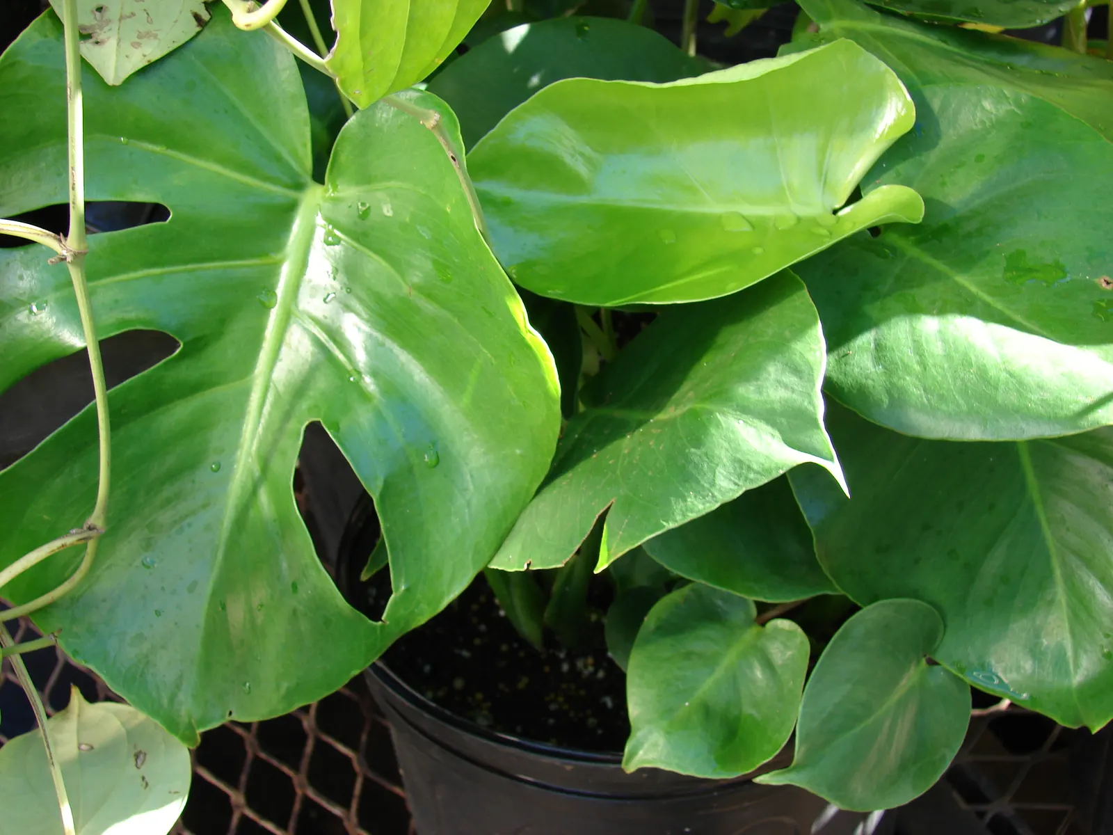 Monstera (Monstera Deliciosa) — replicating its tropical beginnings.<br><br>This plant adapts well to indoor conditions; thriving in indirect sunlight to avoid