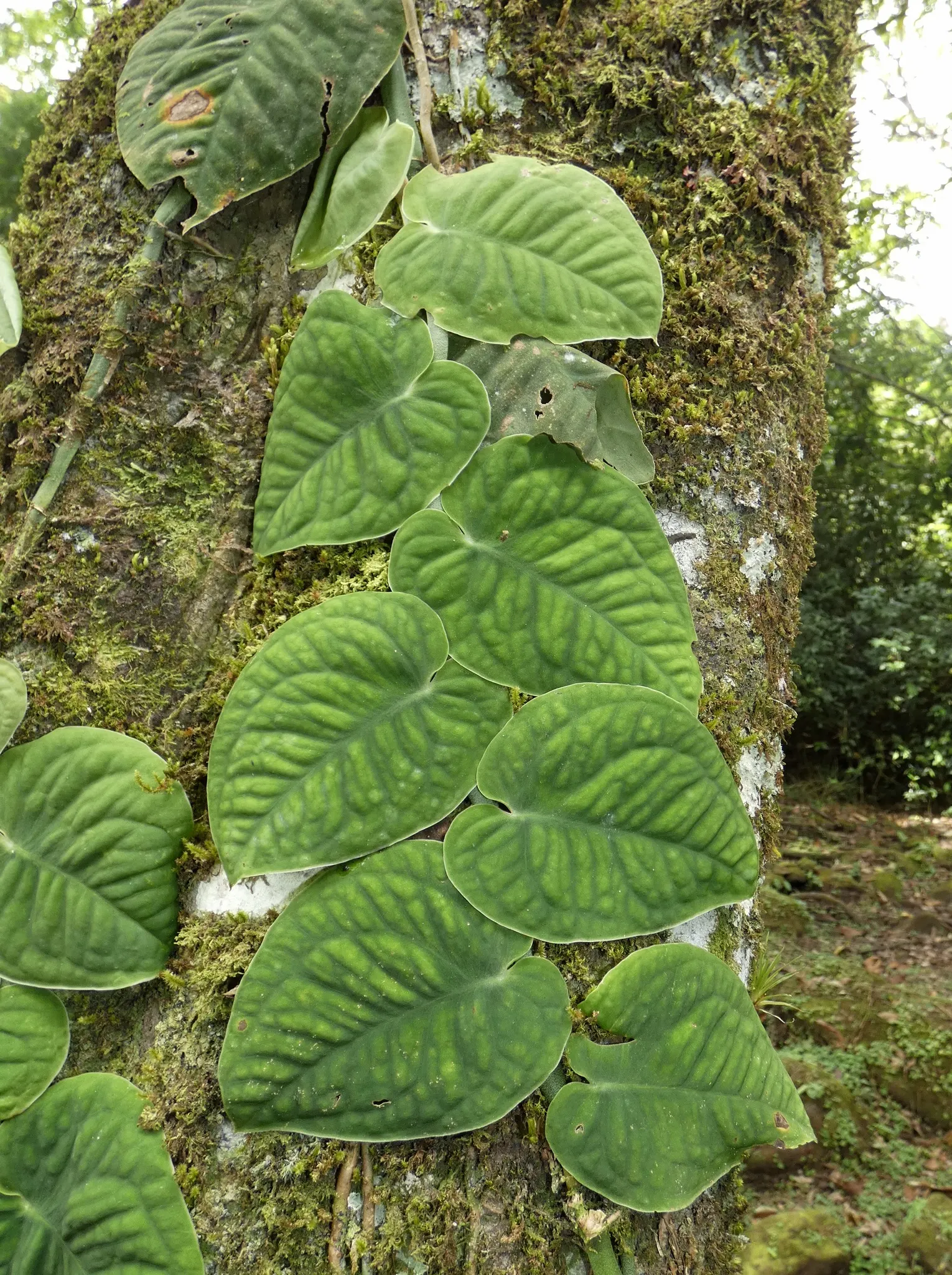 Monstera (Monstera Deliciosa) — making it a popular choice for atriums or larger indoor garden spaces; is a tropical perennial renowned for its, image 142