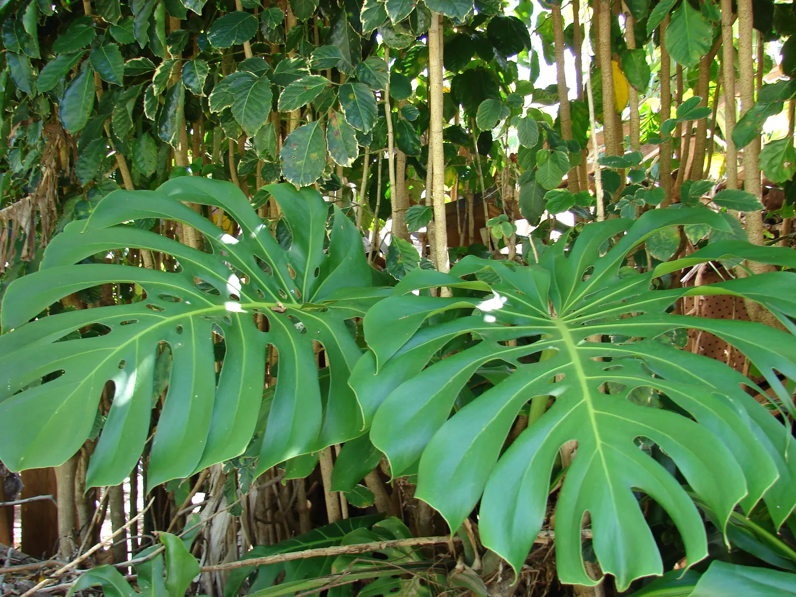 Monstera (Monstera Deliciosa) — often reaching lengths of around 1 to 2 feet with proper care; perforated leaves that can span up to 18 inches, image 119
