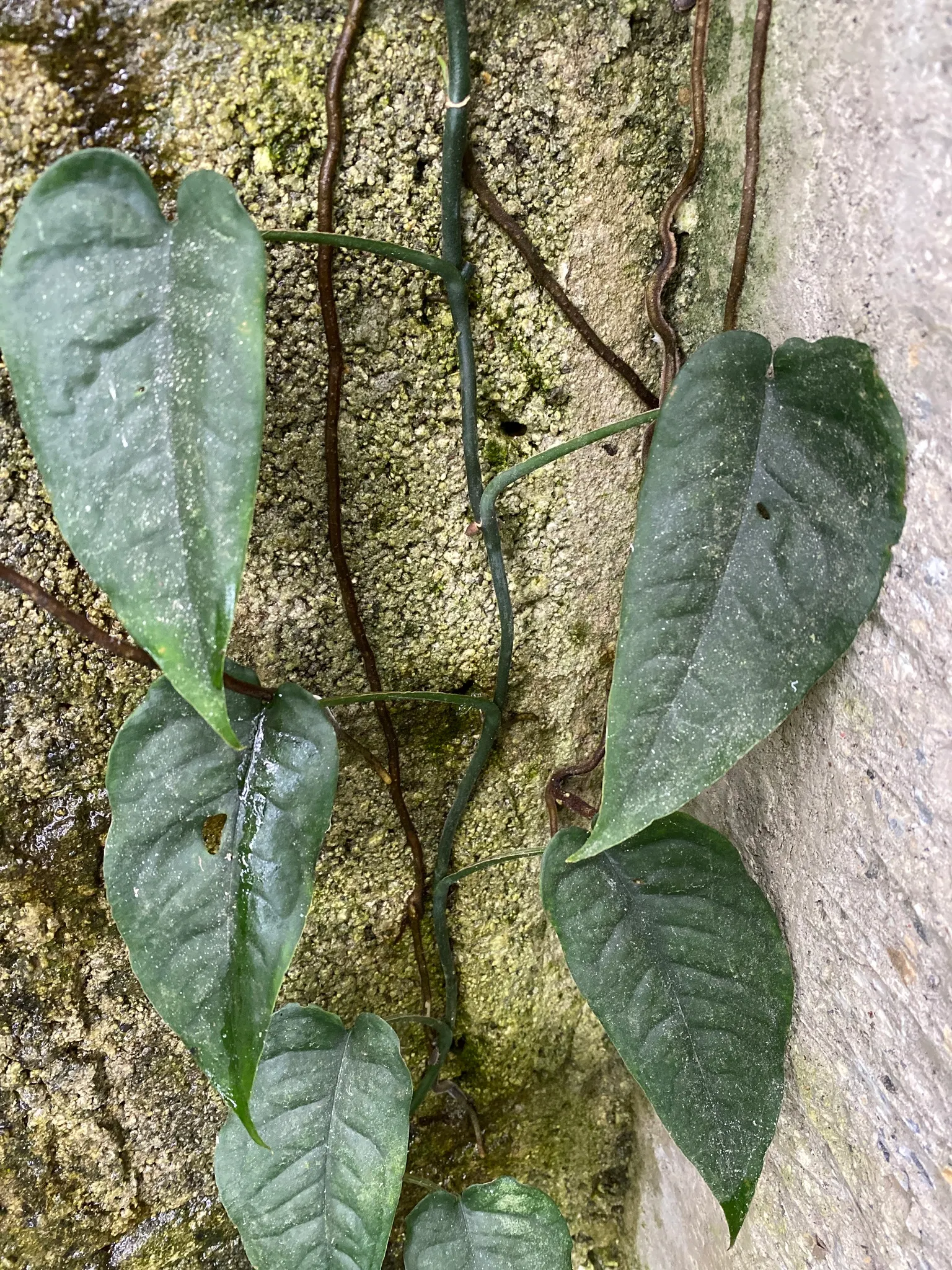 Monstera (Monstera Deliciosa) — Thriving in part shade with indirect light, it grows well in rich, well-draining soil; shrub for deep shade or half, image 165