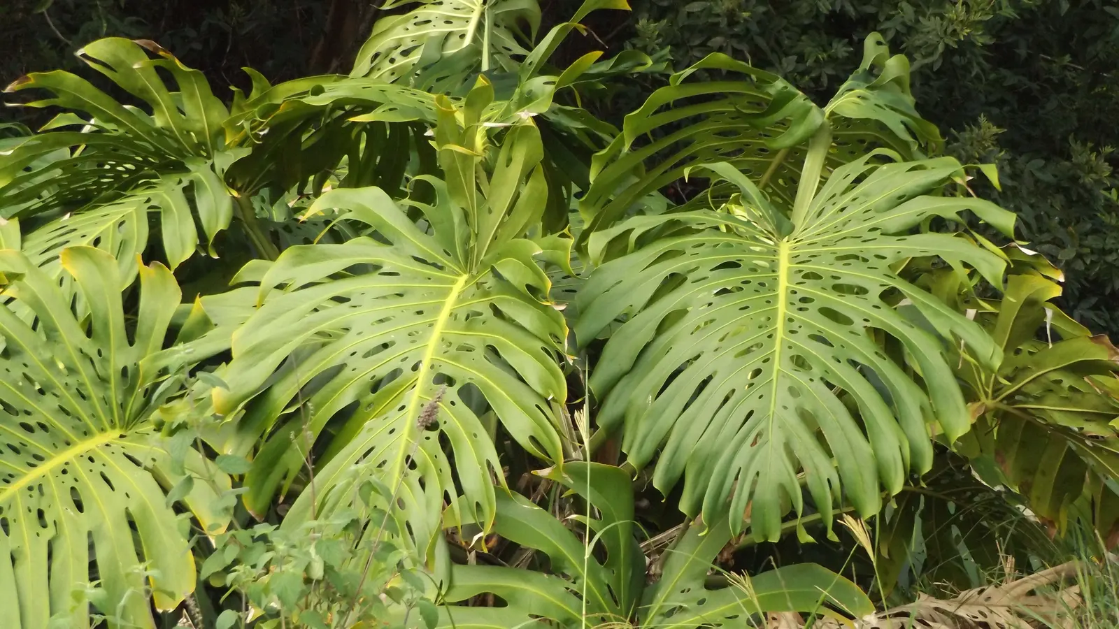 Monstera (Monstera Deliciosa) — With origins tracing back to the rainforests of Central America; vibrant green and can grow to an impressive size, image 187