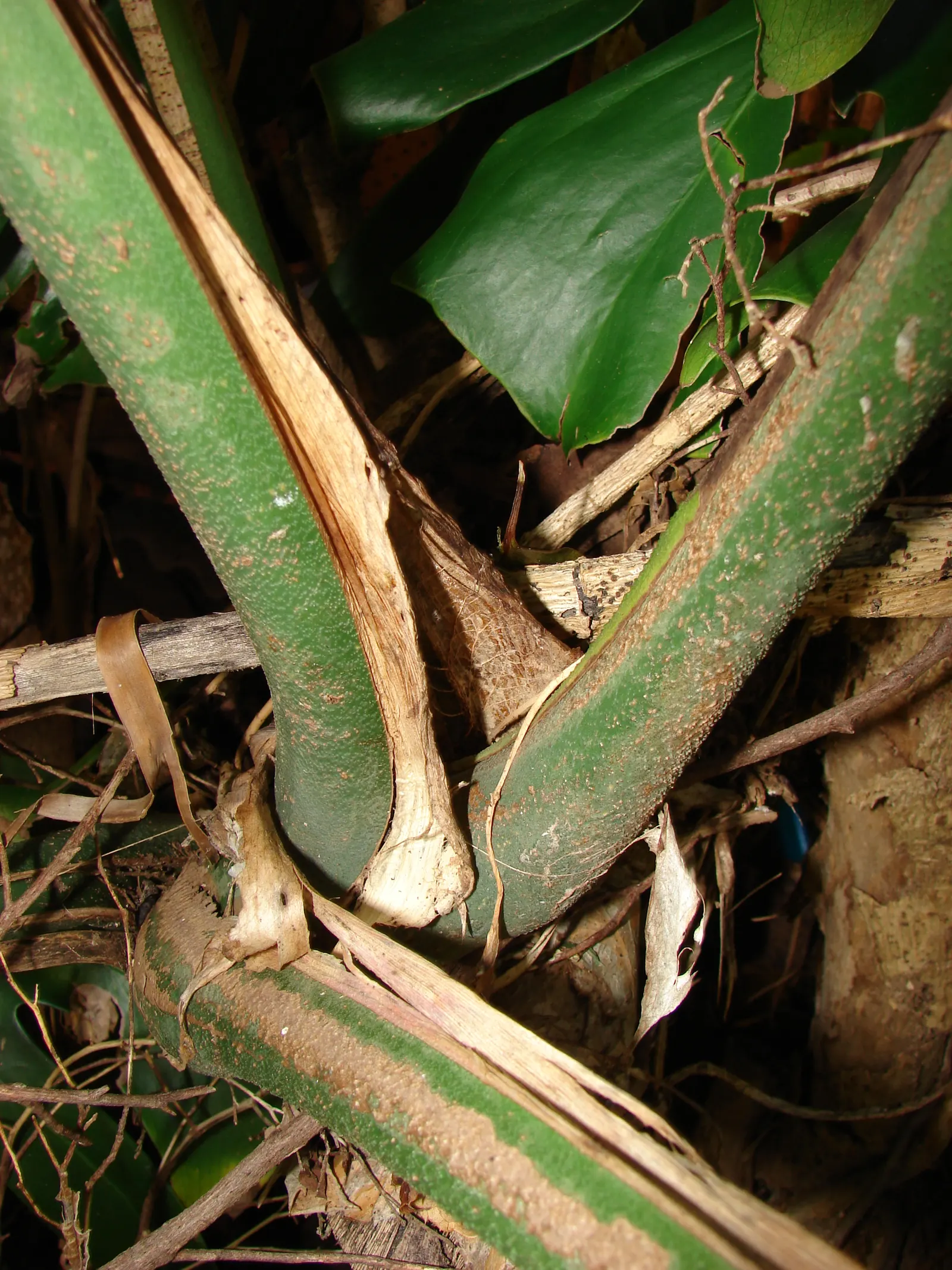 Monstera (Monstera Deliciosa) — perforated leaves that can span up to 18 inches across