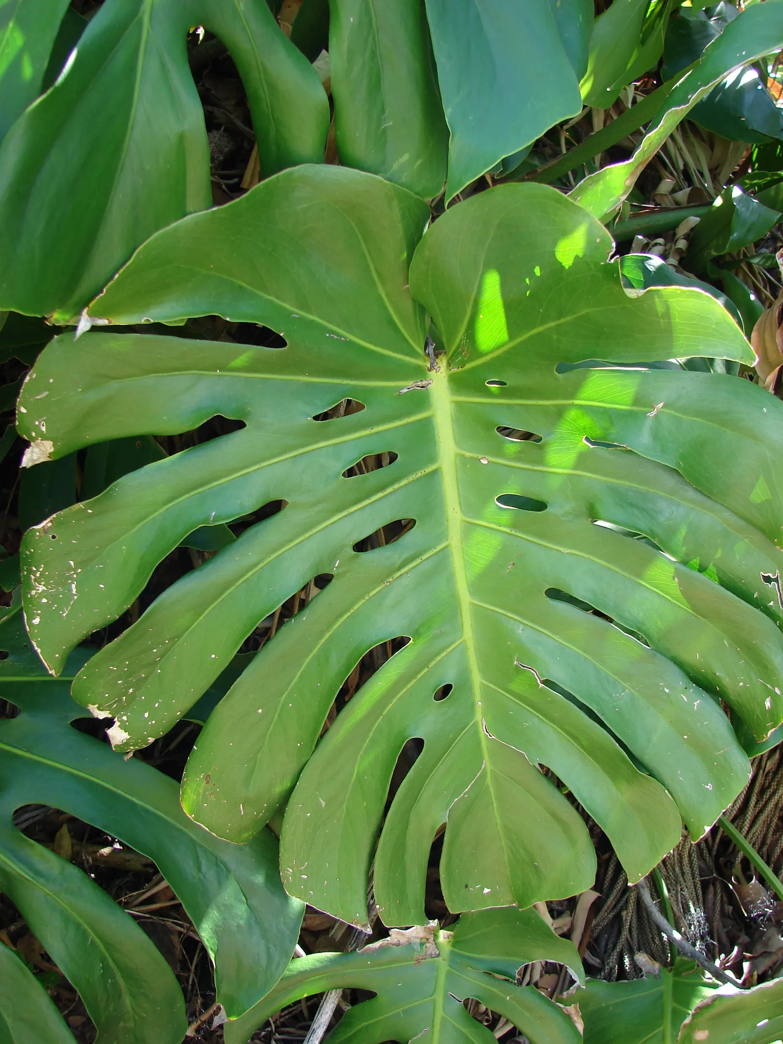 Monstera (Monstera Deliciosa) — Provide consistent warmth with temperatures between 68&deg;F to 86&deg;F; with support, it can reach an impressive height of 10