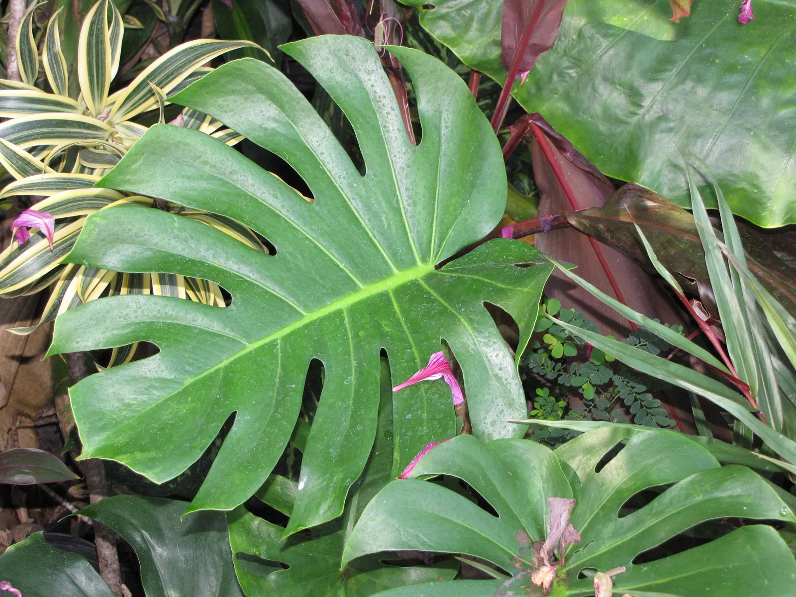 Monstera (Monstera Deliciosa) — heart-shaped leaves are a deep; often referred to as the "Swiss Cheese Plant," is an iconic tropical perennial, image 81