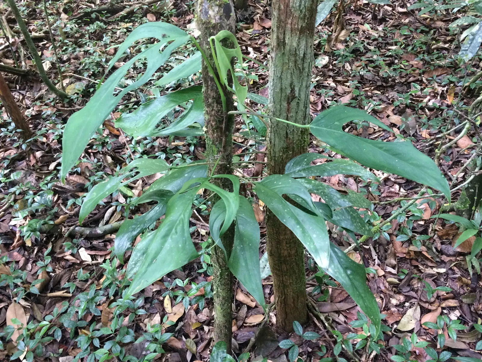 Monstera (Monstera Deliciosa) — thriving in indirect sunlight to avoid leaf scorch; heart-shaped leaves are a deep