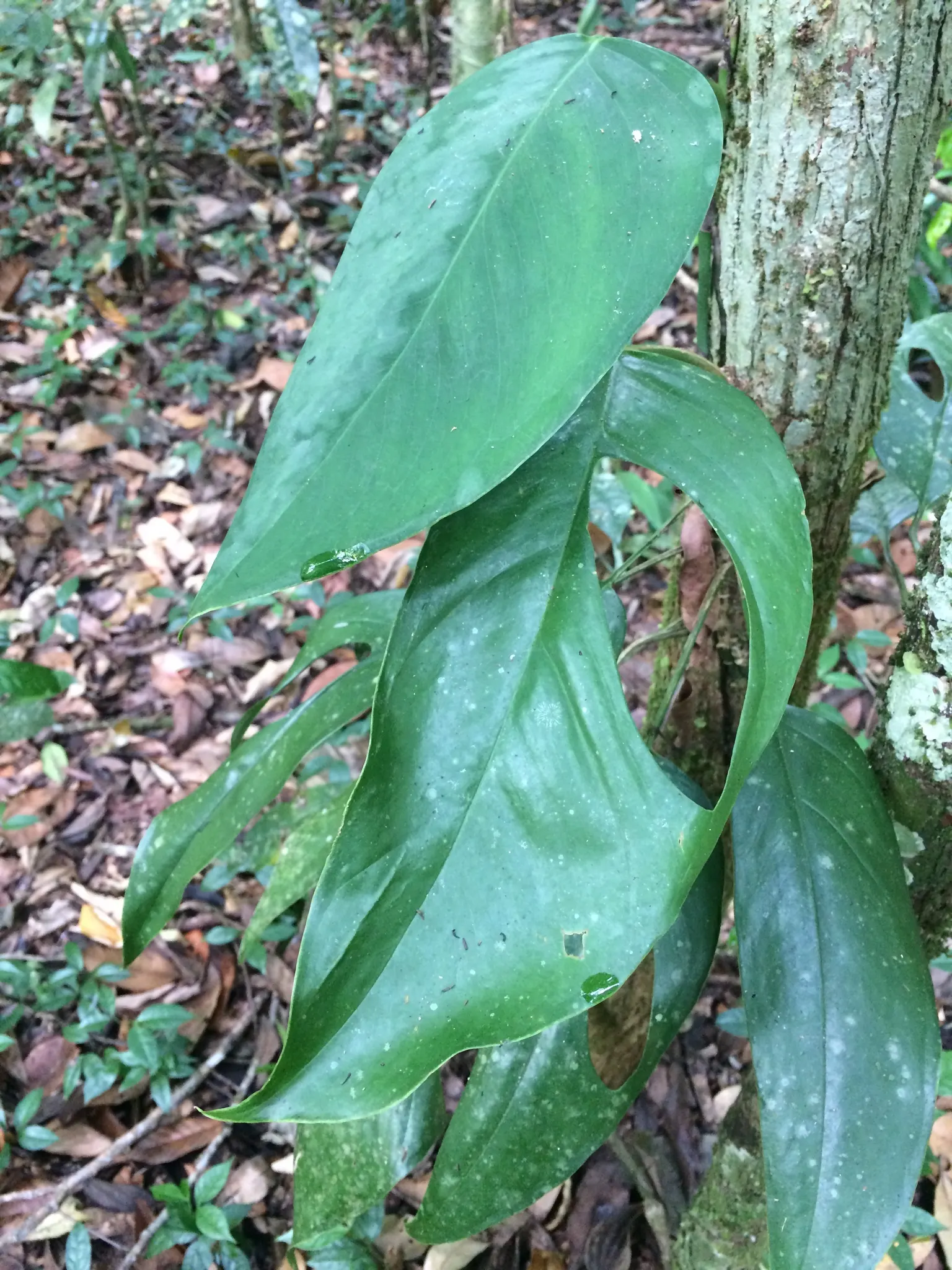 Monstera (Monstera Deliciosa) — replicating its tropical beginnings.<br><br>This plant adapts well to indoor conditions; thriving in indirect, image 123
