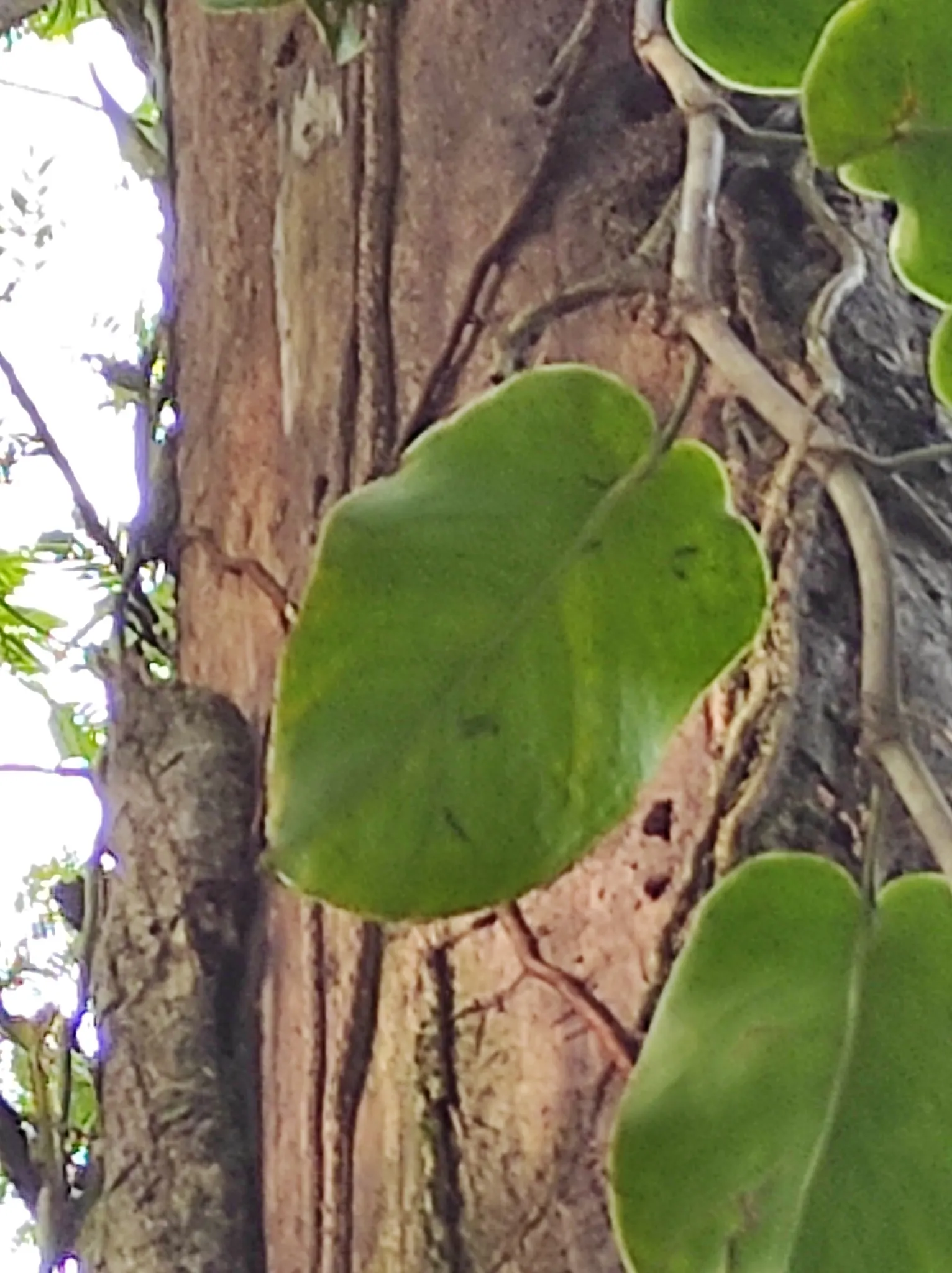 Monstera (Monstera Deliciosa) — perforated leaves that can span up to 18 inches across; often reaching lengths of around 1 to 2 feet with proper, image 182