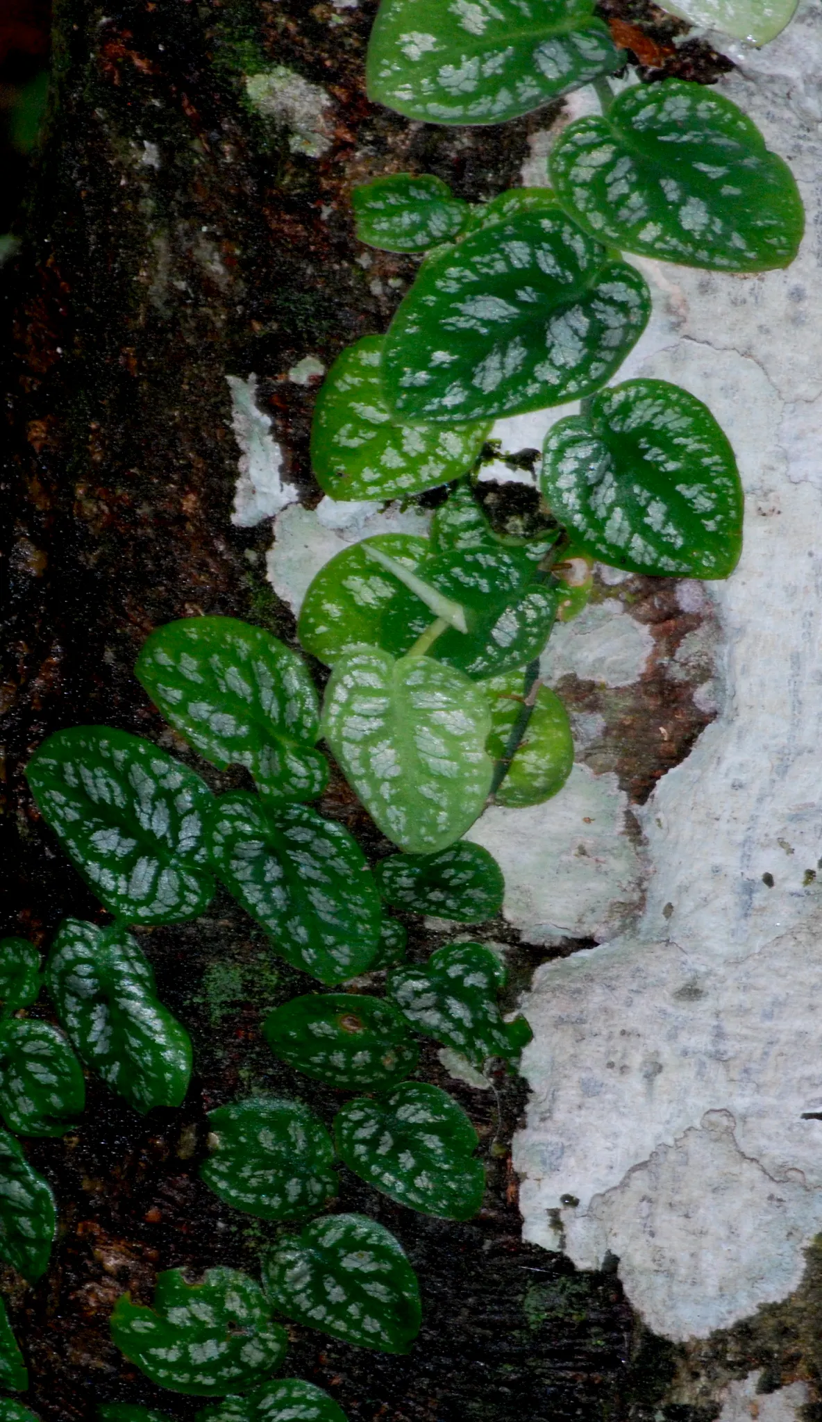 Monstera (Monstera Deliciosa) — thriving in indirect sunlight to avoid leaf scorch; heart-shaped leaves are a deep, image 174
