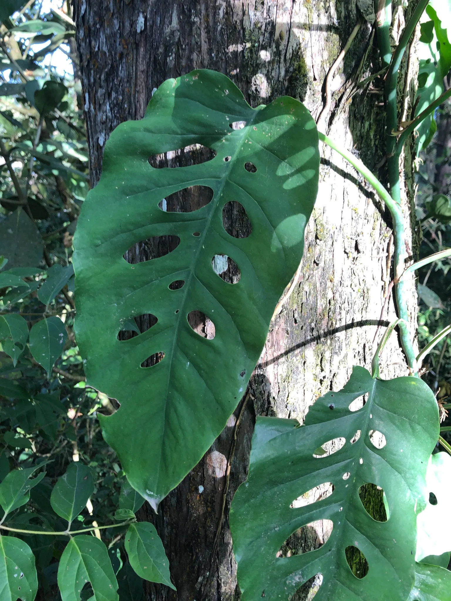 Monstera (Monstera Deliciosa) — heart-shaped leaves are a deep