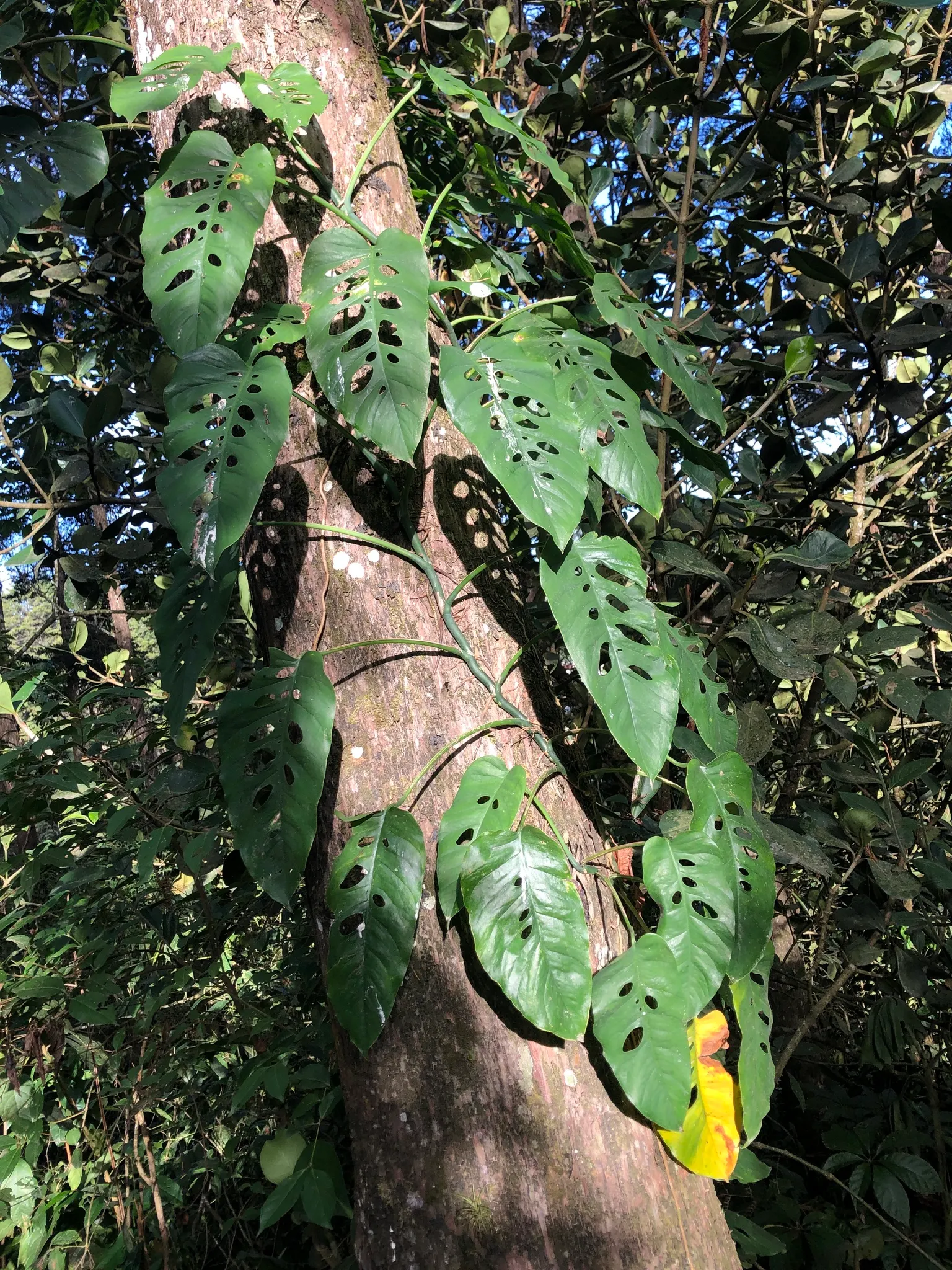 Monstera (Monstera Deliciosa) — With its dramatic presence; this plant thrives in a landscape design that emulates its natural, image 179