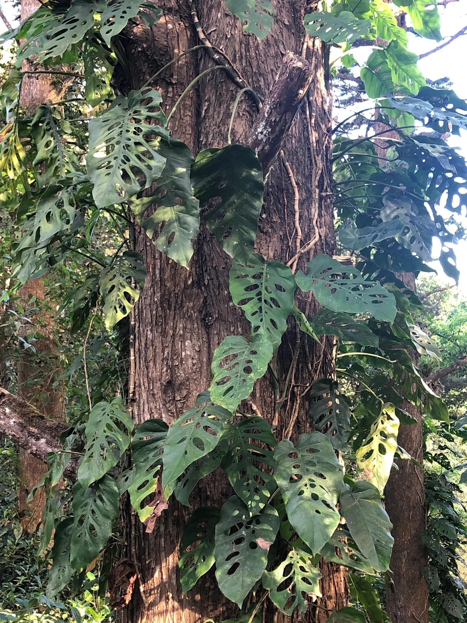 Monstera (Monstera Deliciosa) — Thriving in part shade with indirect light, it grows well in rich, well-draining soil; shrub for deep shade or half, image 93