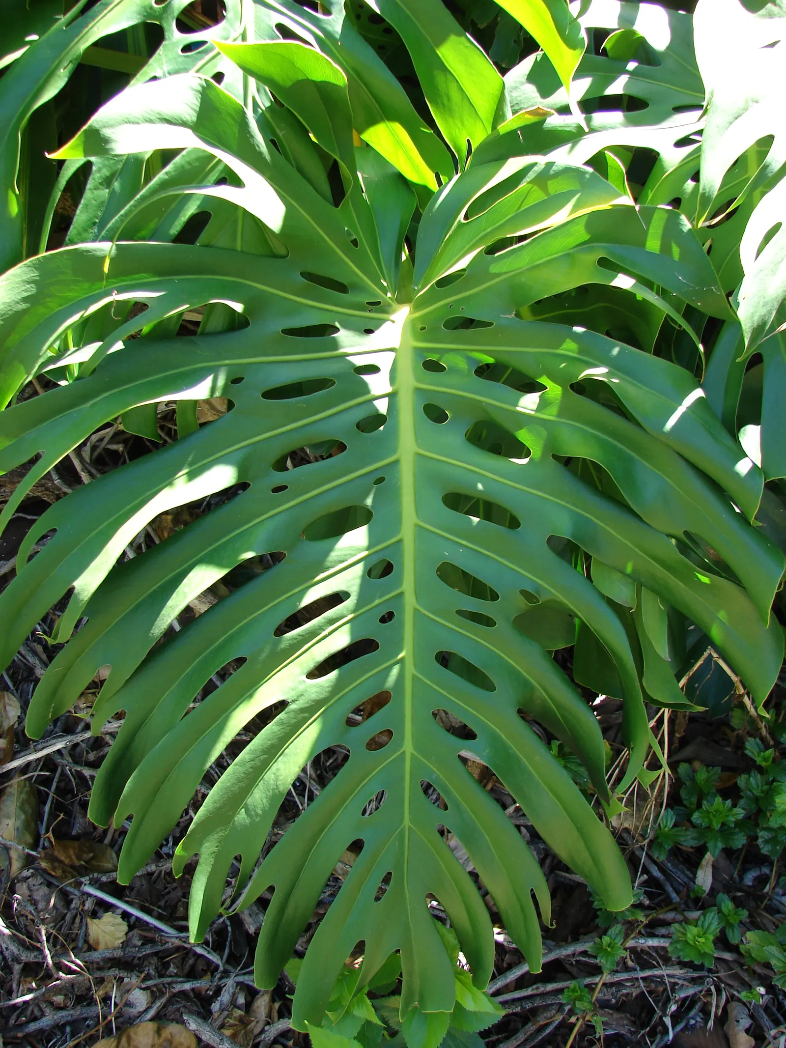 Monstera (Monstera Deliciosa) — often reaching lengths of around 1 to 2 feet with proper care; perforated leaves that can span up to 18 inches, image 155