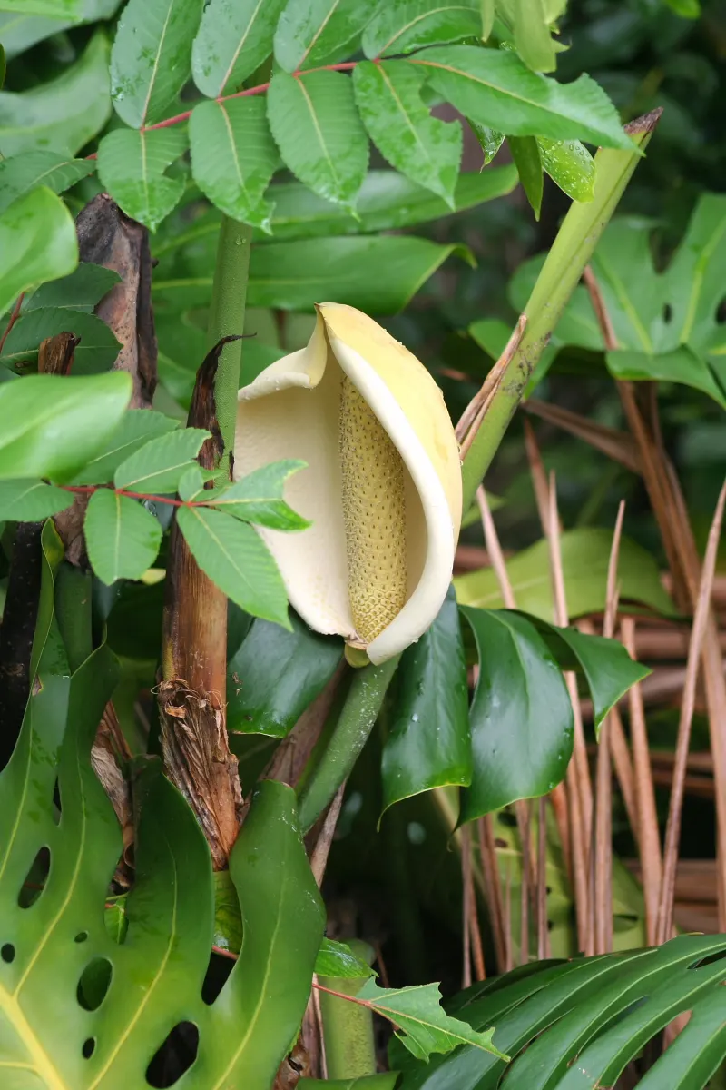Monstera (Monstera Deliciosa) — shrub for deep shade or half or shade; replicating its tropical beginnings.<br><br>This plant adapts well to indoor, image 90