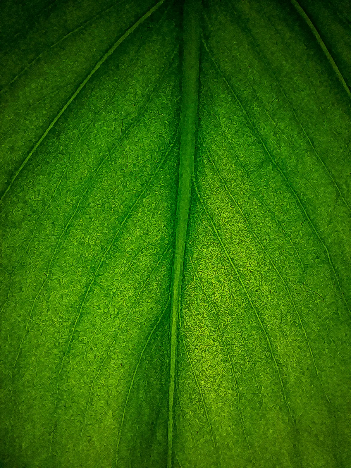 Monstera (Monstera Deliciosa) — it prefers humid conditions and temperatures between 68&deg;F to 86&deg;F; with origins tracing back to the, image 40