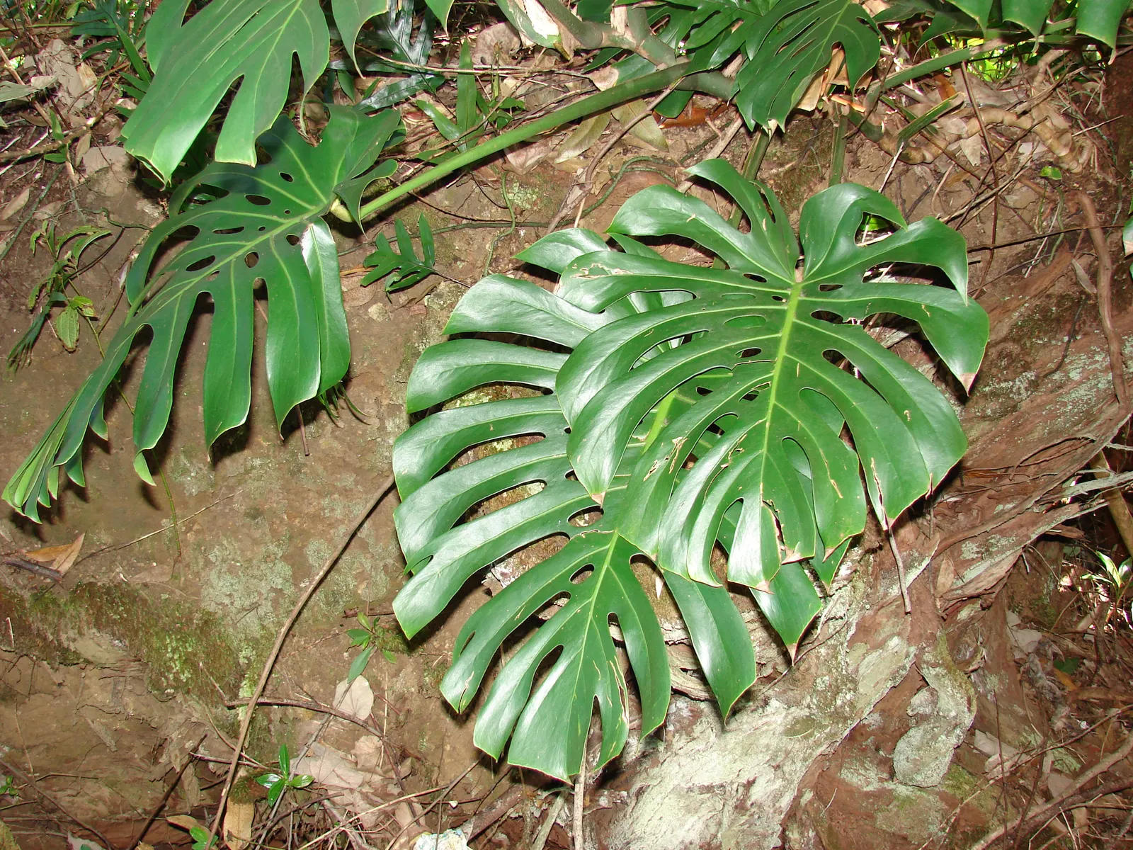 Monstera (Monstera Deliciosa) — heart-shaped leaves are a deep; often referred to as the "Swiss Cheese Plant," is an iconic tropical perennial, image 99