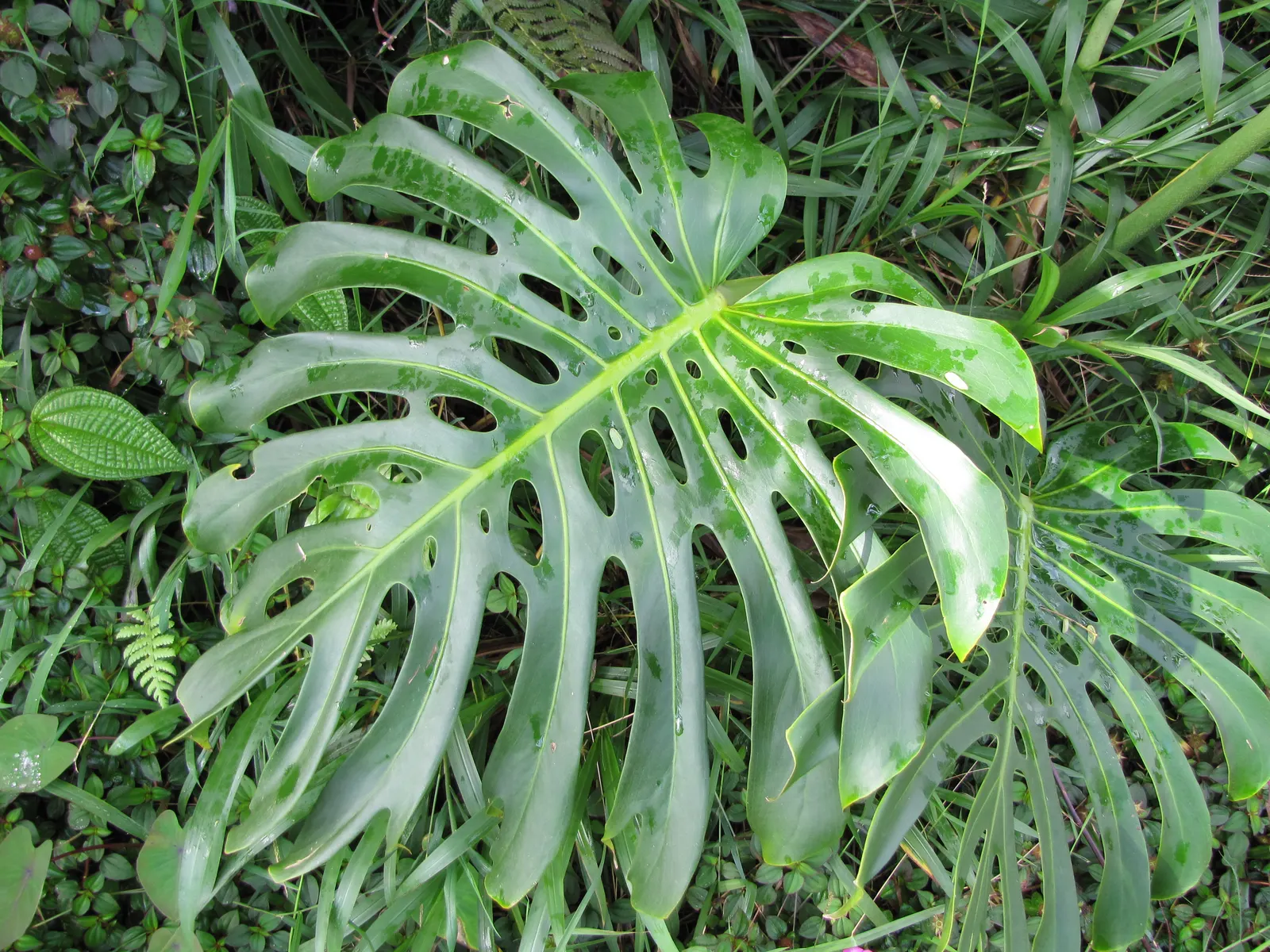 Monstera (Monstera Deliciosa) — vibrant green and can grow to an impressive size; its soil preference is peaty, well-draining substrates that, image 64