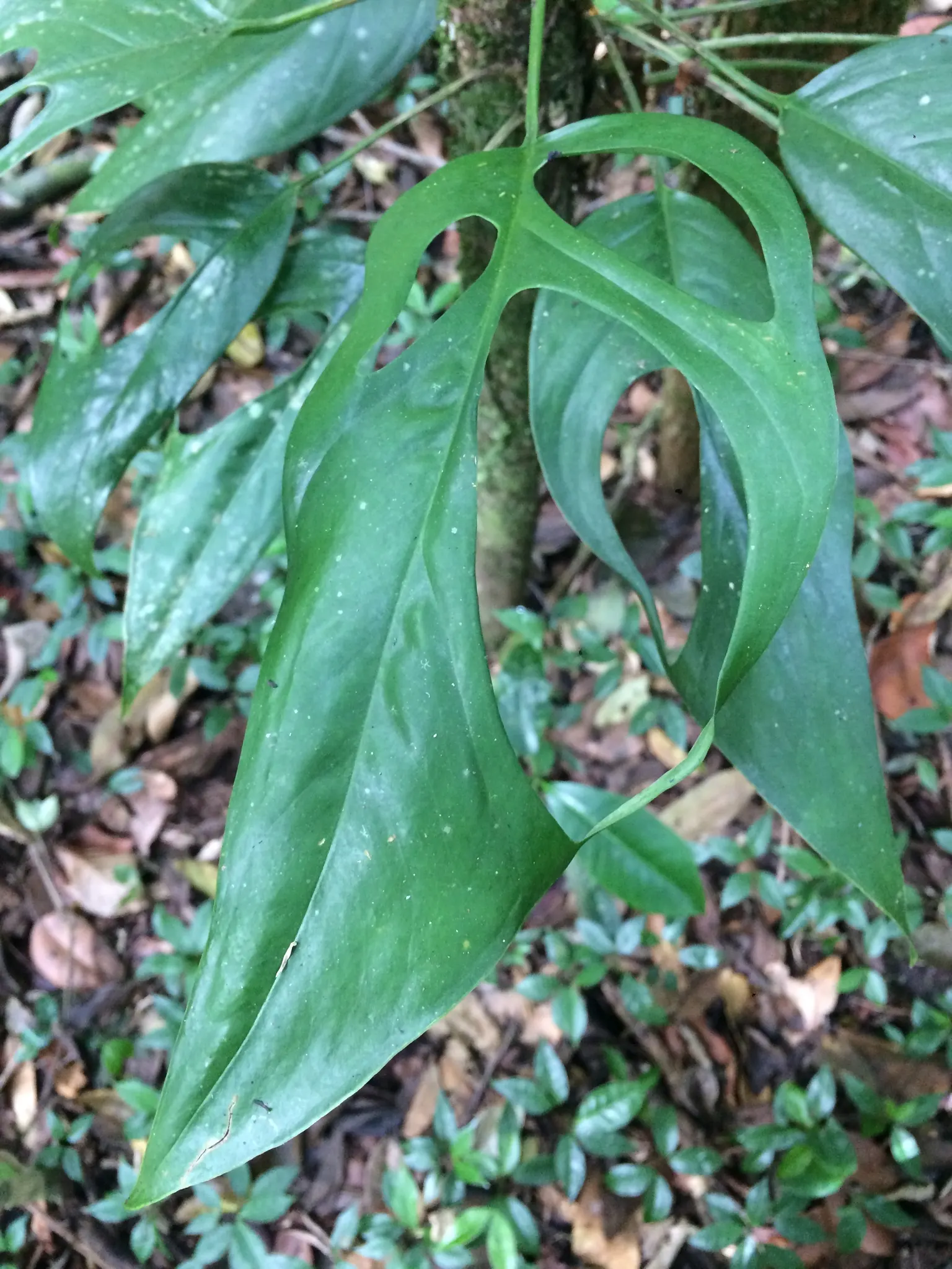 Monstera (Monstera Deliciosa) — perforated leaves that can span up to 18 inches across; often reaching lengths of around 1 to 2 feet with proper, image 74