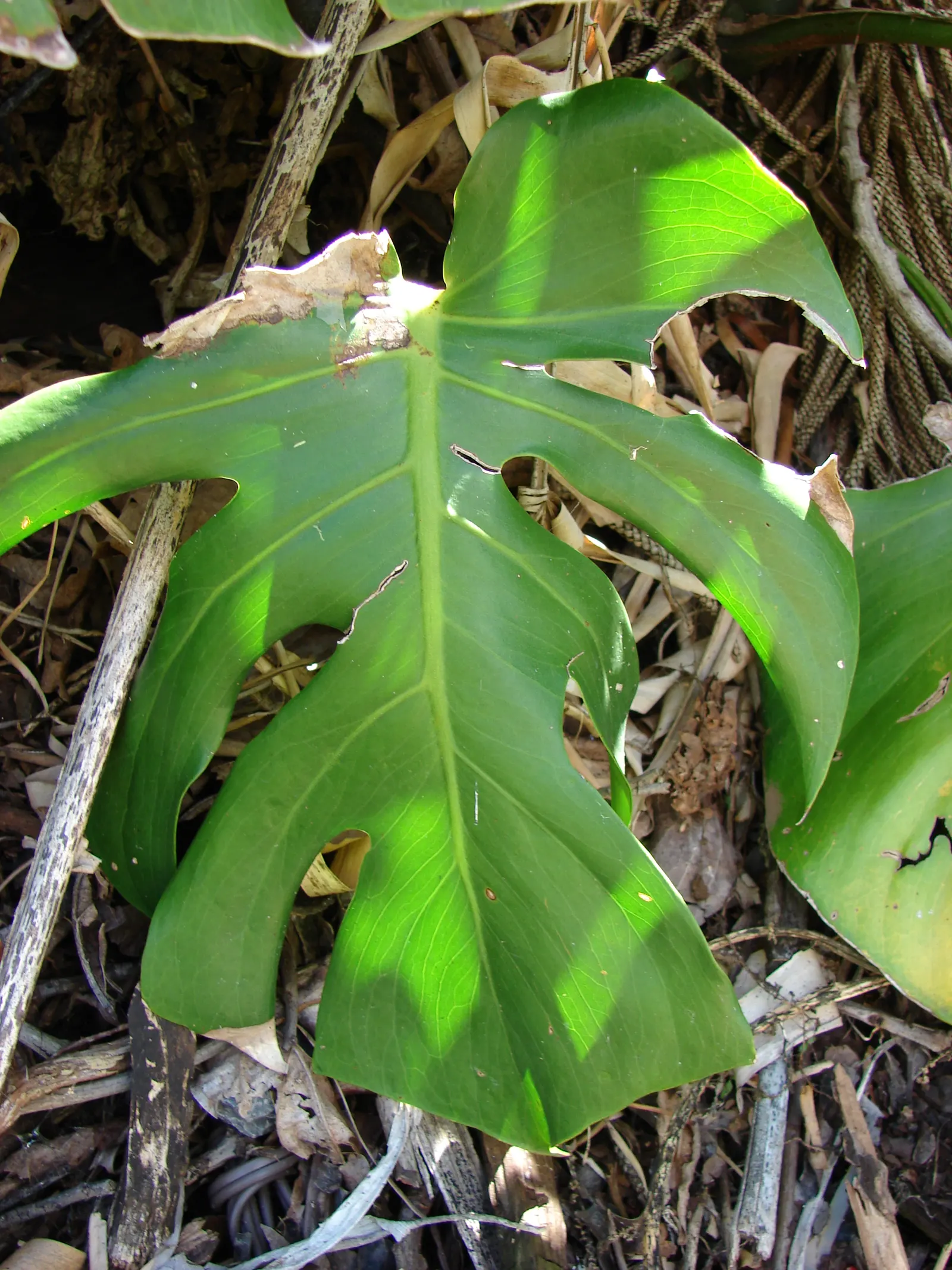 Monstera (Monstera Deliciosa) — Its soil preference is peaty, well-draining substrates that maintain moisture without becoming waterlogged