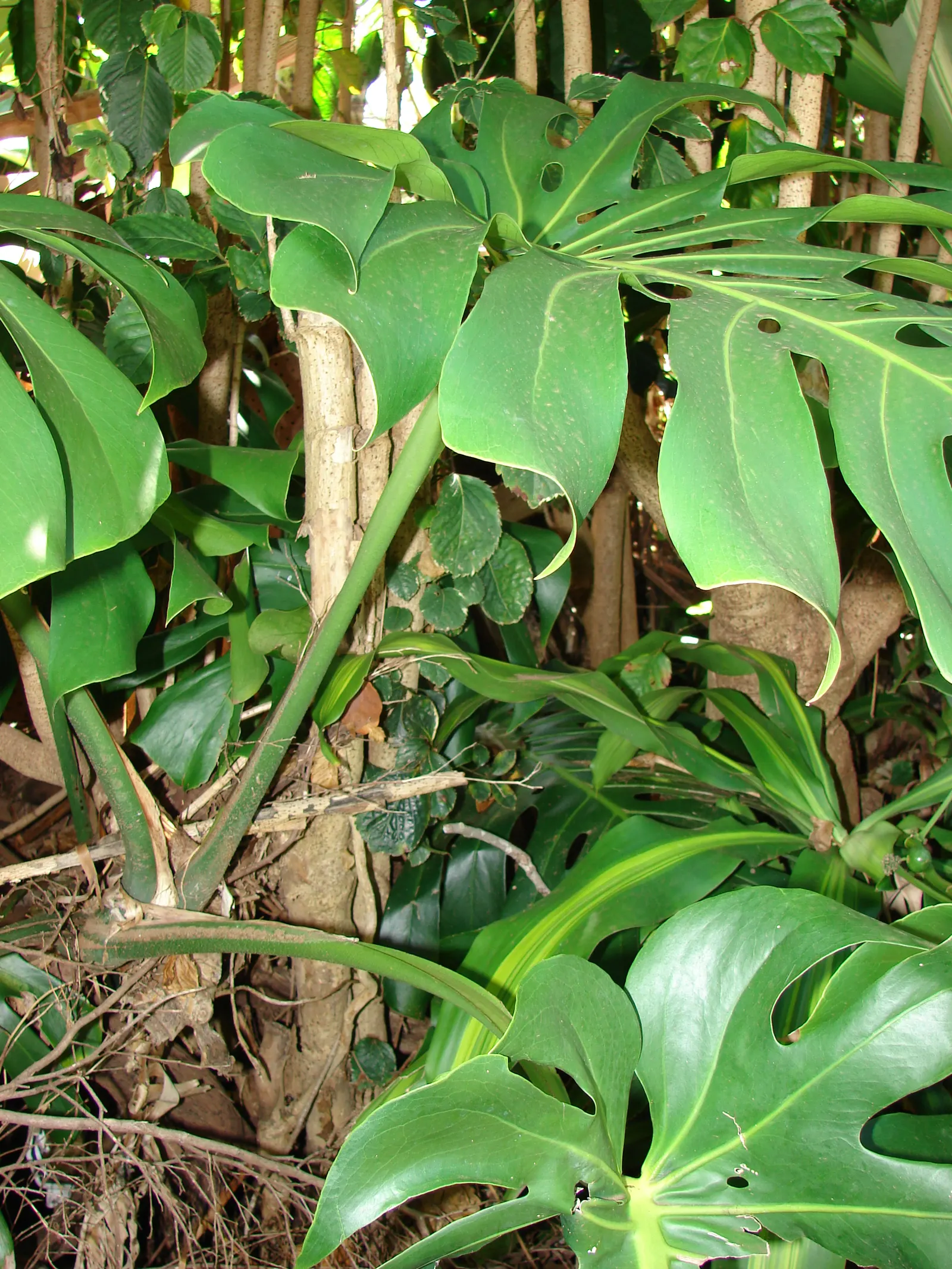 Monstera (Monstera Deliciosa) — With support, it can reach an impressive height of 10 feet, becoming a captivating focal point; provide consistent, image 185