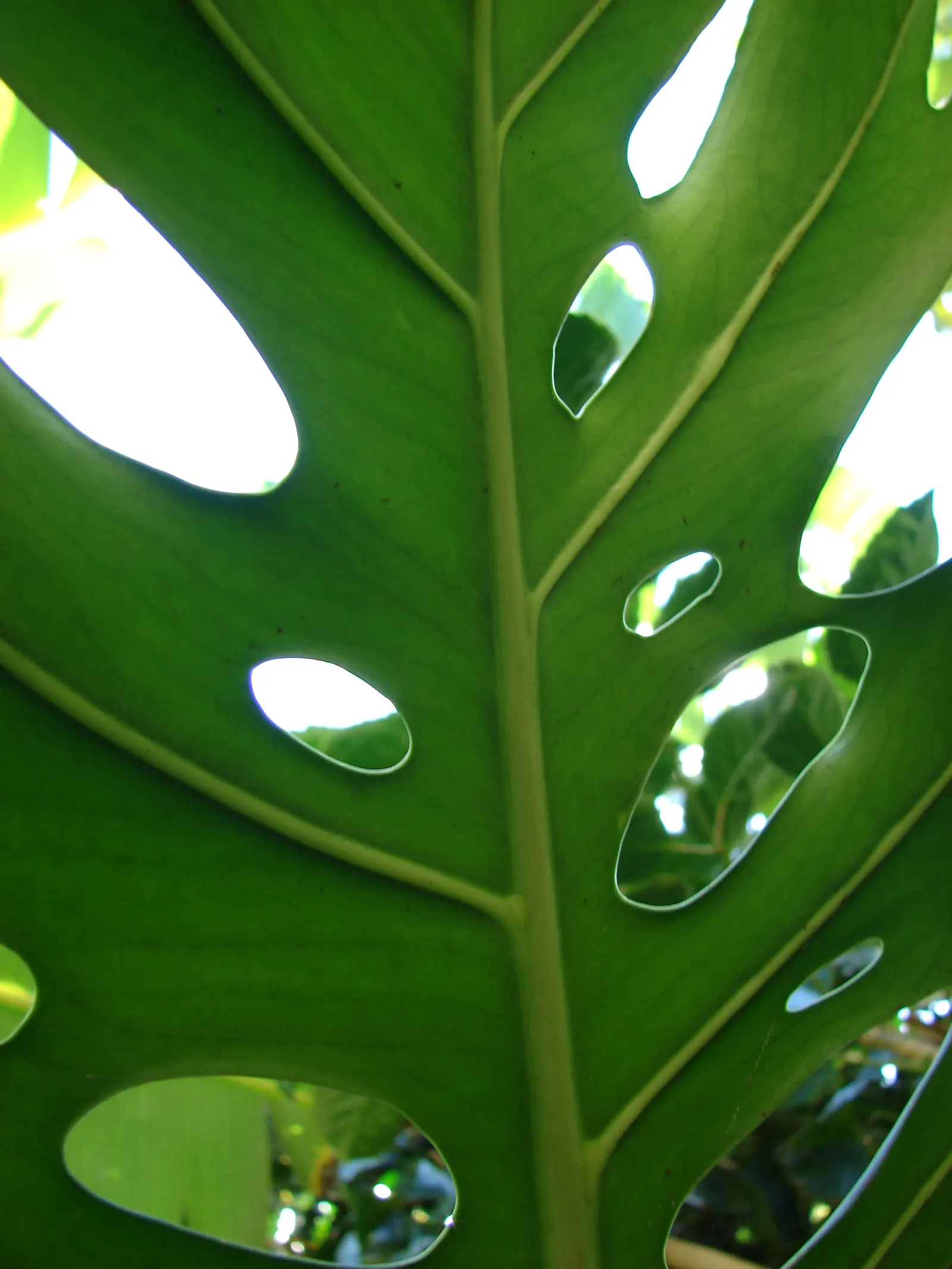 Monstera (Monstera Deliciosa) — replicating its tropical beginnings.<br><br>This plant adapts well to indoor conditions; thriving in indirect, image 141