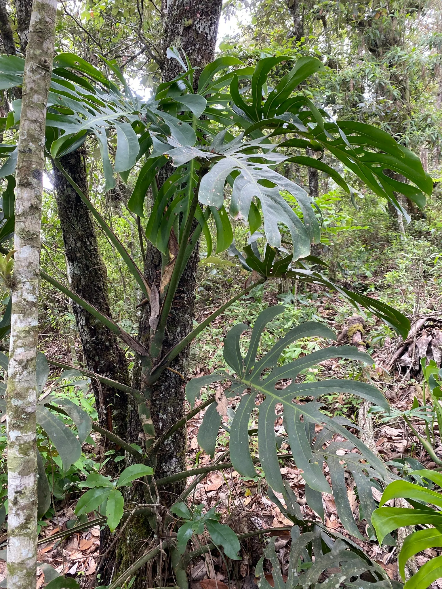 Monstera (Monstera Deliciosa) — this plant thrives in a landscape design that emulates its natural; with its dramatic presence, image 62