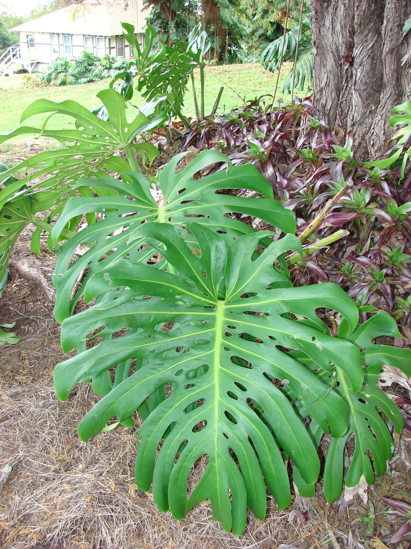 Monstera (Monstera Deliciosa) — heart-shaped leaves are a deep; often referred to as the "Swiss Cheese Plant," is an iconic tropical perennial, image 63