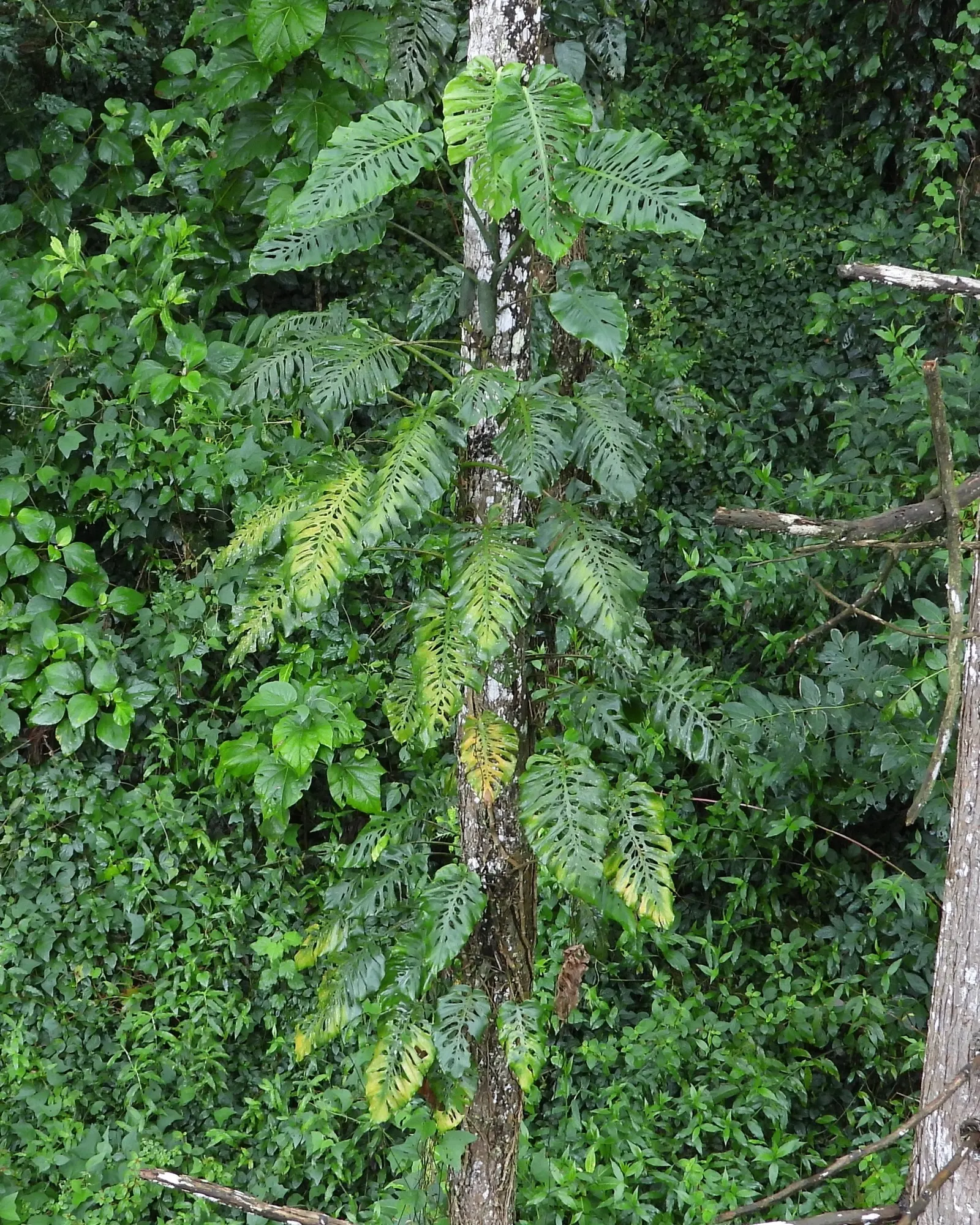 Monstera (Monstera Deliciosa) — vibrant green and can grow to an impressive size; its soil preference is peaty, well-draining substrates that, image 118