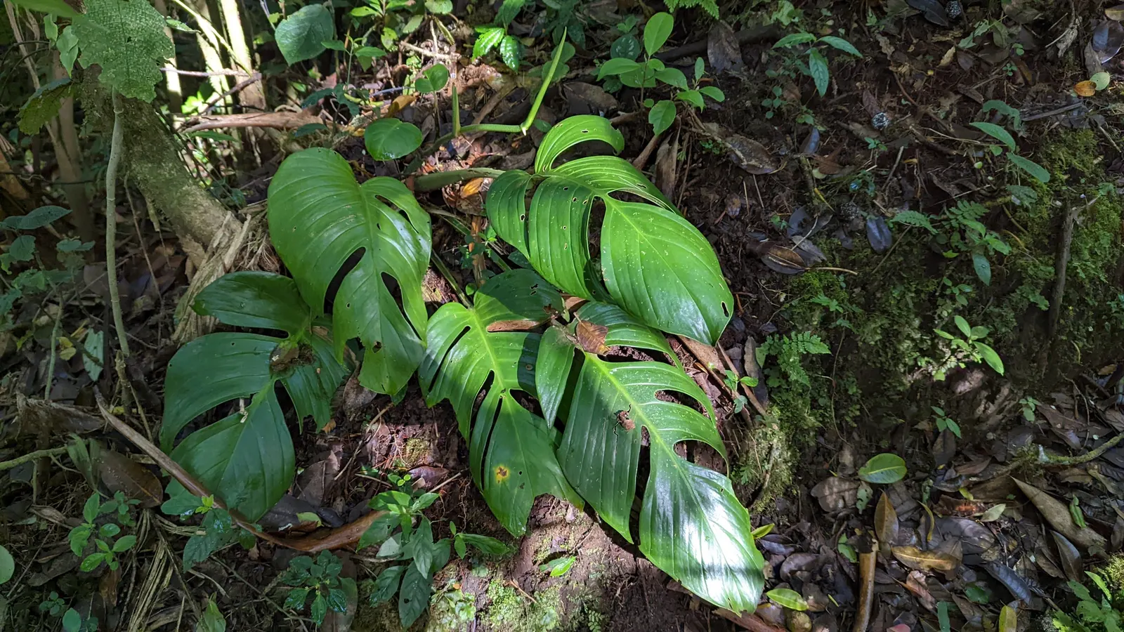 Monstera (Monstera Deliciosa) — it prefers humid conditions and temperatures between 68&deg;F to 86&deg;F; with origins tracing back to the, image 94