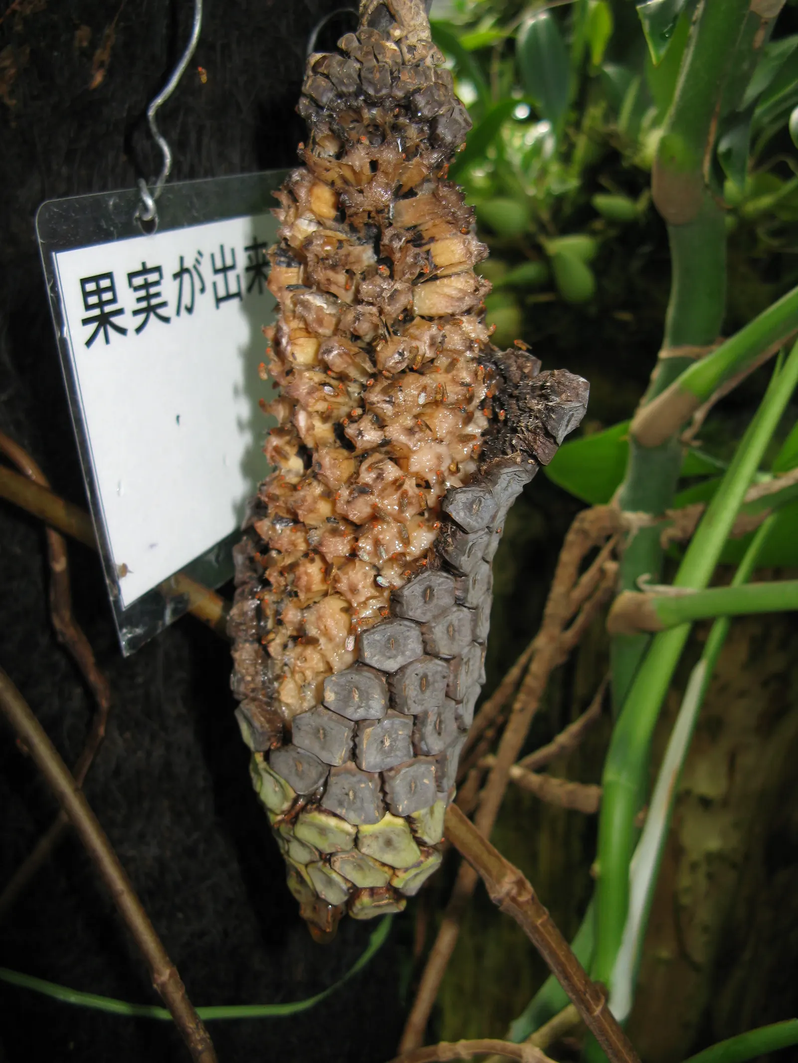 Monstera (Monstera Deliciosa) — Provide consistent warmth with temperatures between 68&deg;F to 86&deg;F