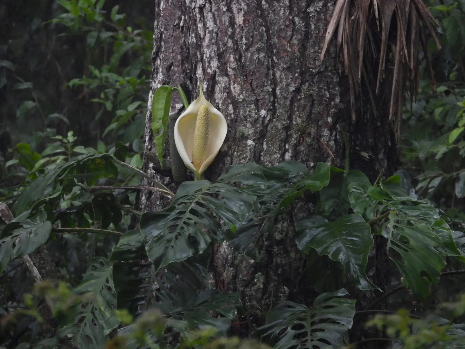 Monstera (Monstera Deliciosa) — Provide consistent warmth with temperatures between 68&deg;F to 86&deg;F; with support, it can reach an impressive, image 122