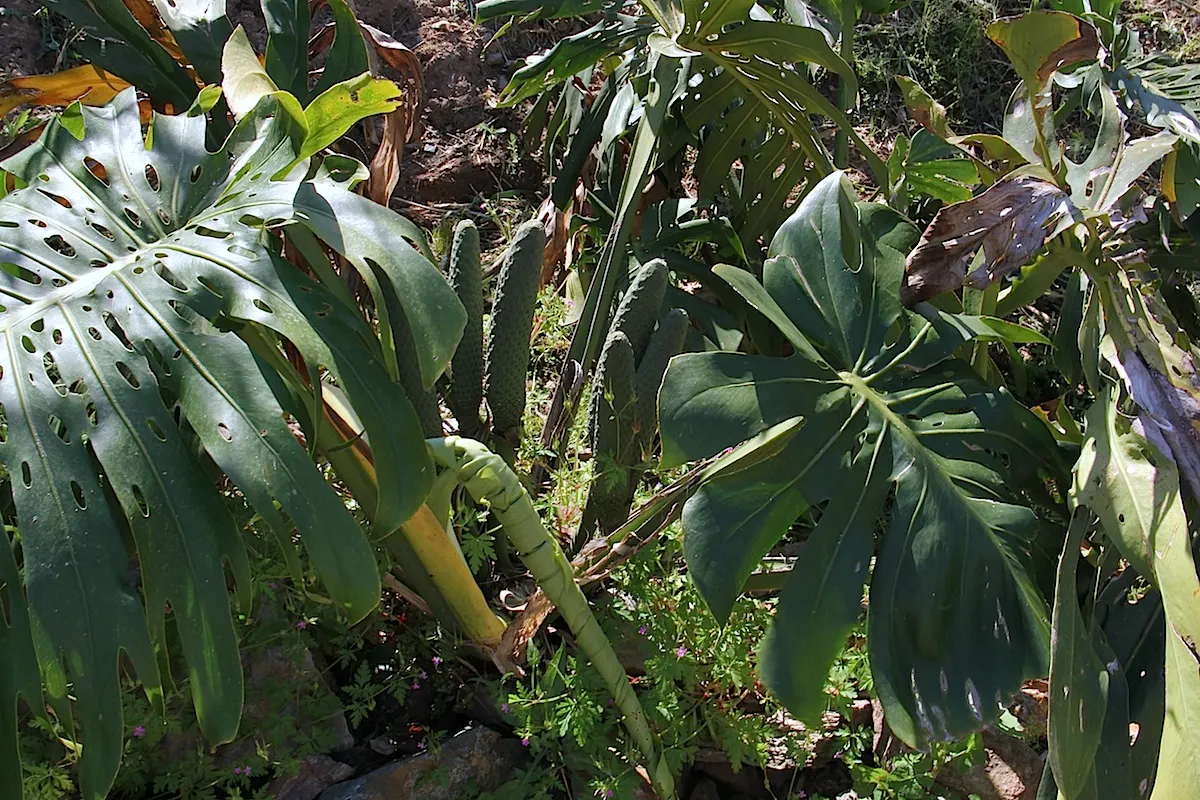 Monstera (Monstera Deliciosa) — this plant thrives in a landscape design that emulates its natural; with its dramatic presence, image 80